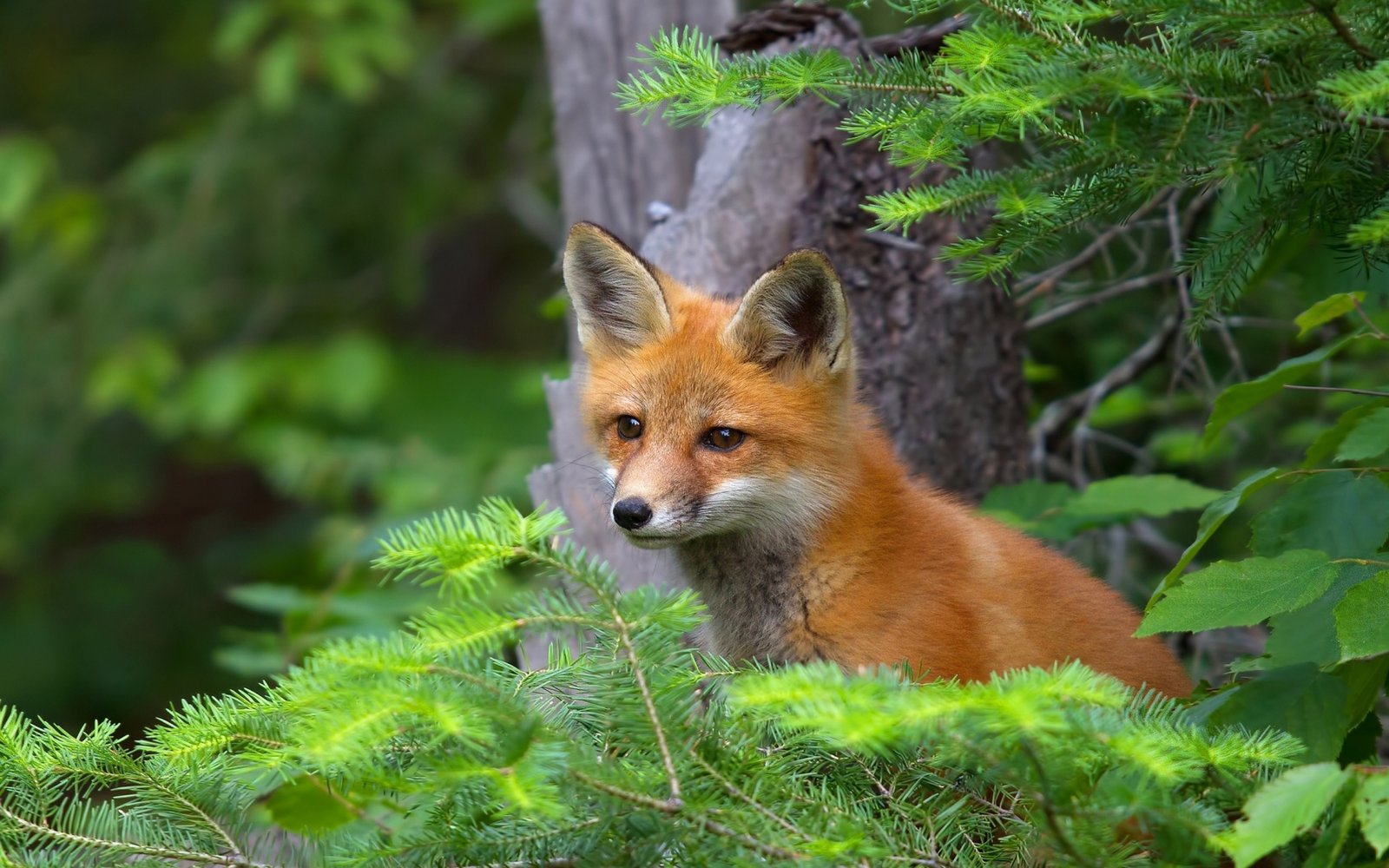 Young Red  Fox Dekspot Wallpaper  Hd  3840x2400 