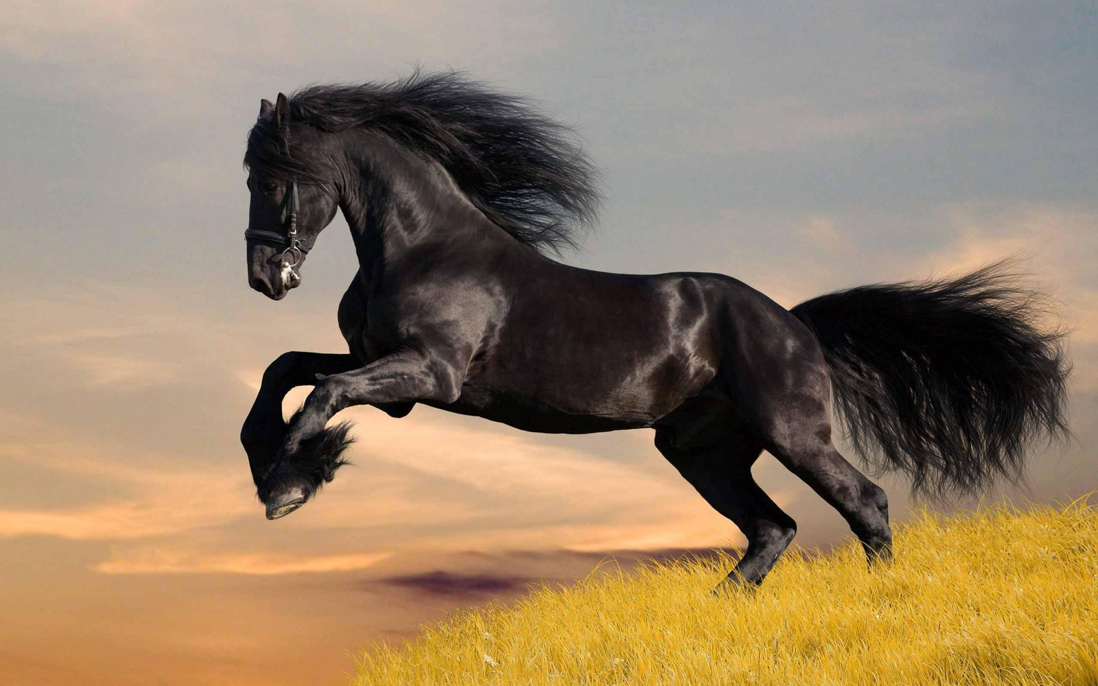 Black Lightning,beautiful Black Horse Wallpaper Hd : Wallpapers13.com