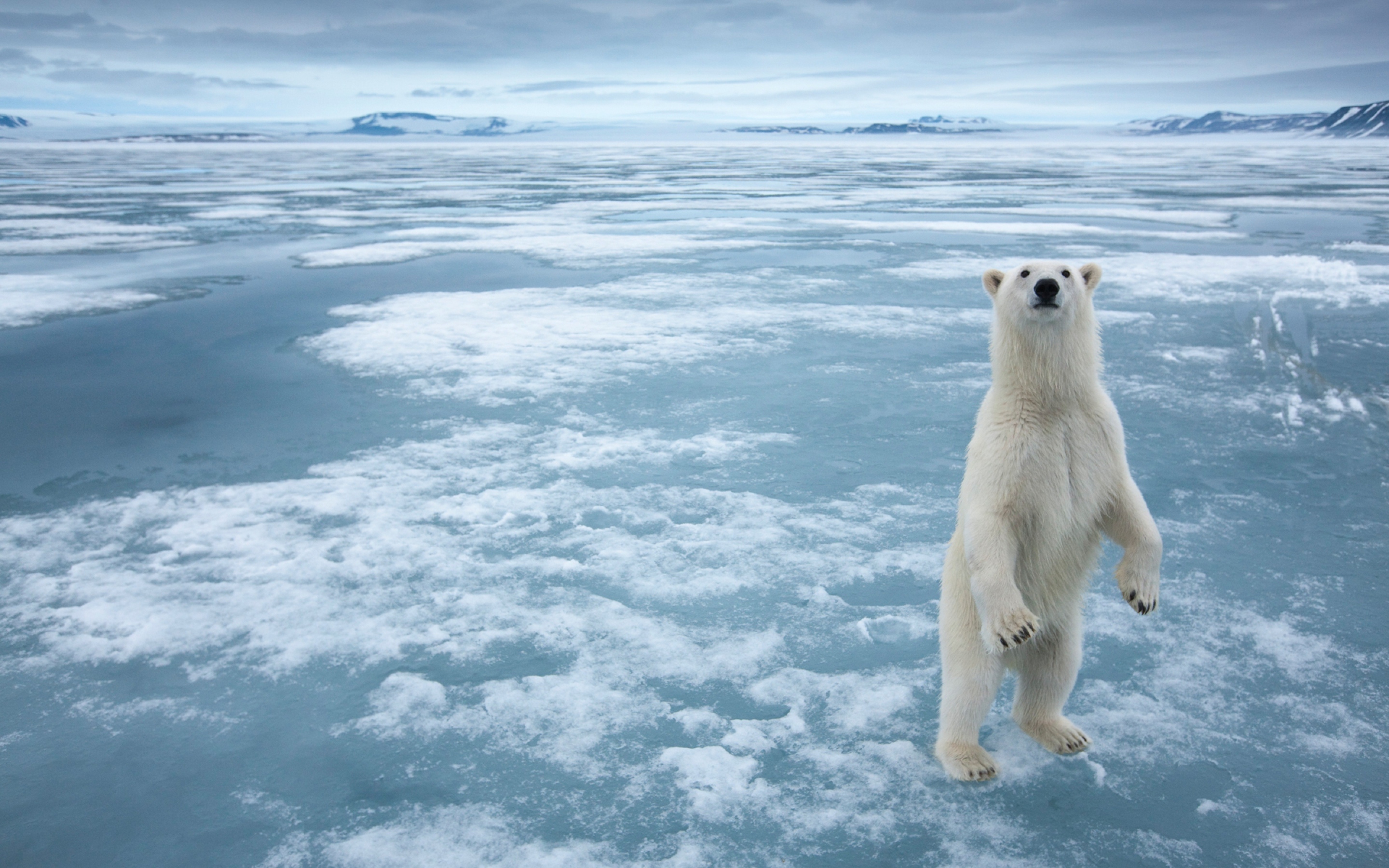 Animals White Arctic Polar Bear Ice Snow Frozen Sea Desktop Wallpaper