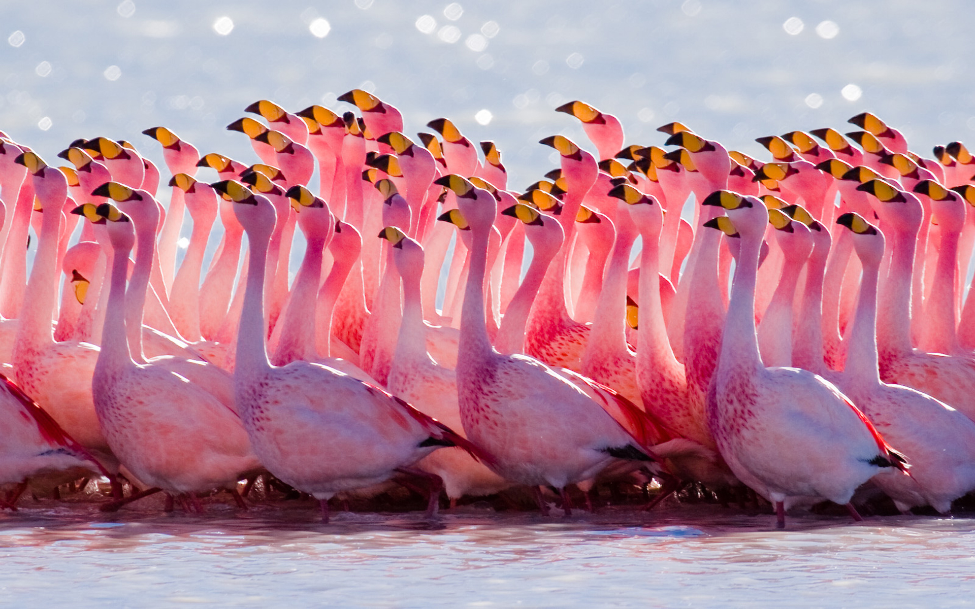 HD Pink Birds Wallpapers  Pet birds Most beautiful birds Flamingo  wallpaper