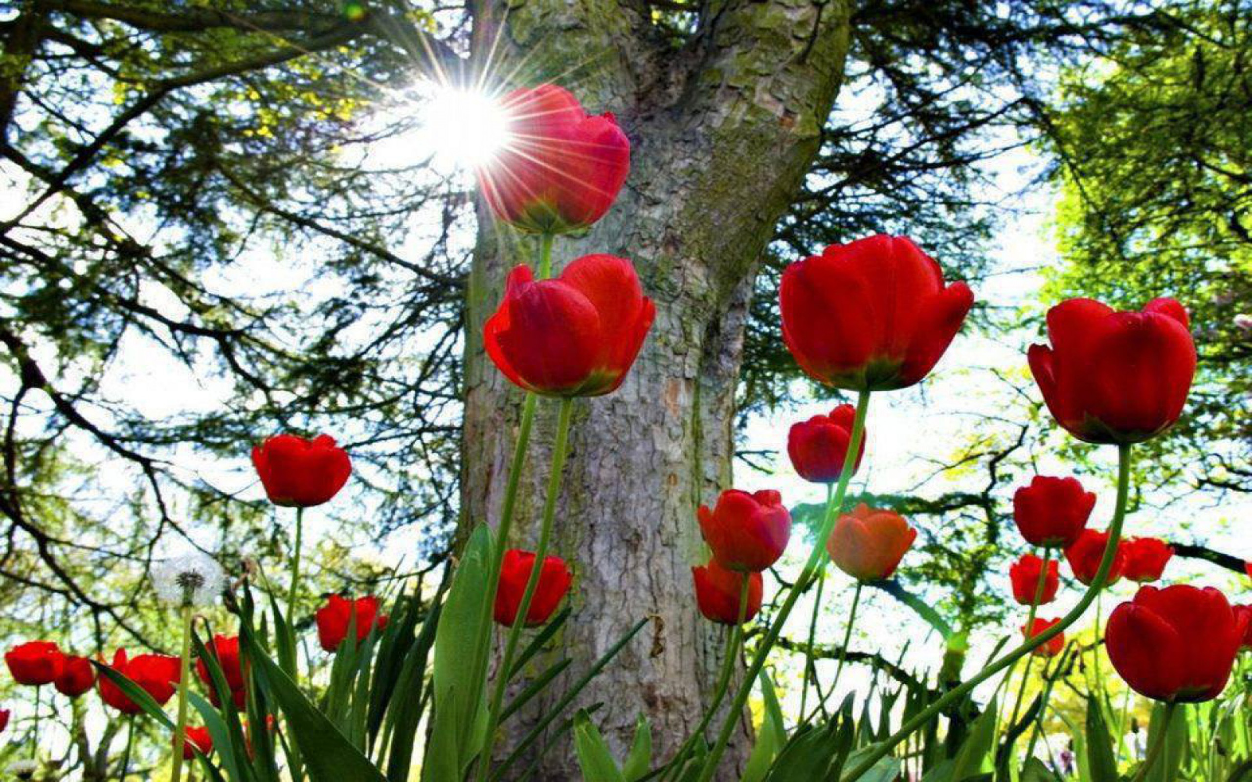 Beautiful Picture Desktop Background Widescreen Red Tulip Flower ...