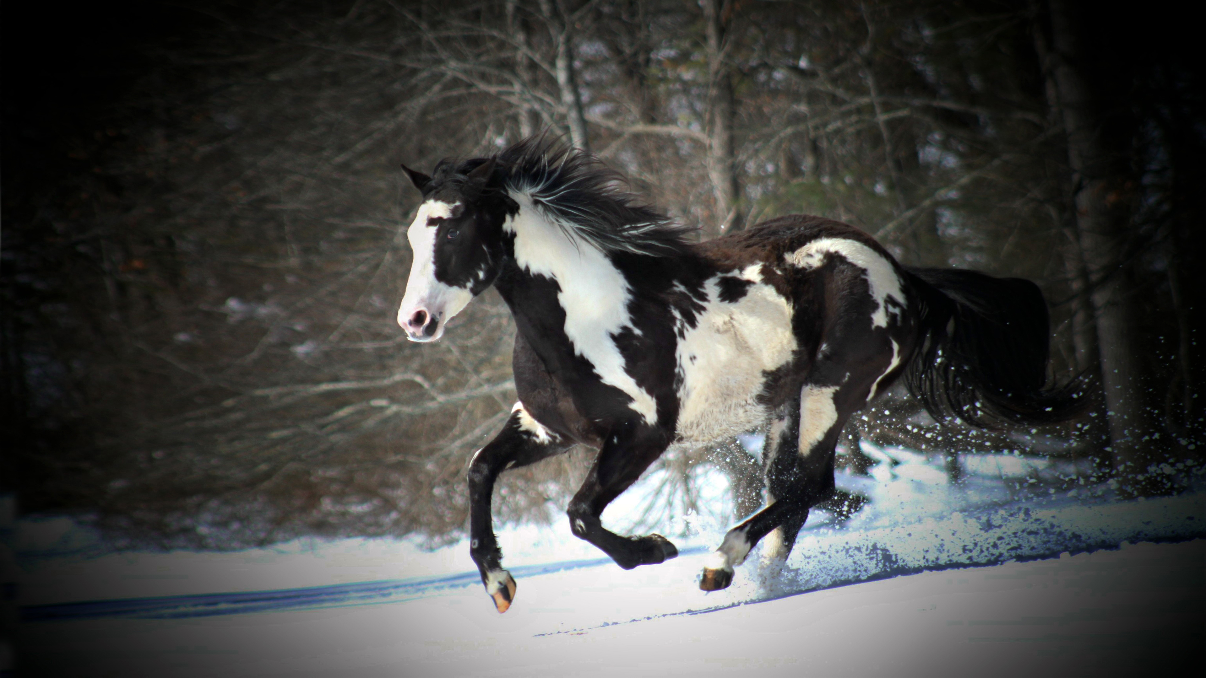 Black And White Horse Running In Snow Desktop Wallpaper Backgrounds