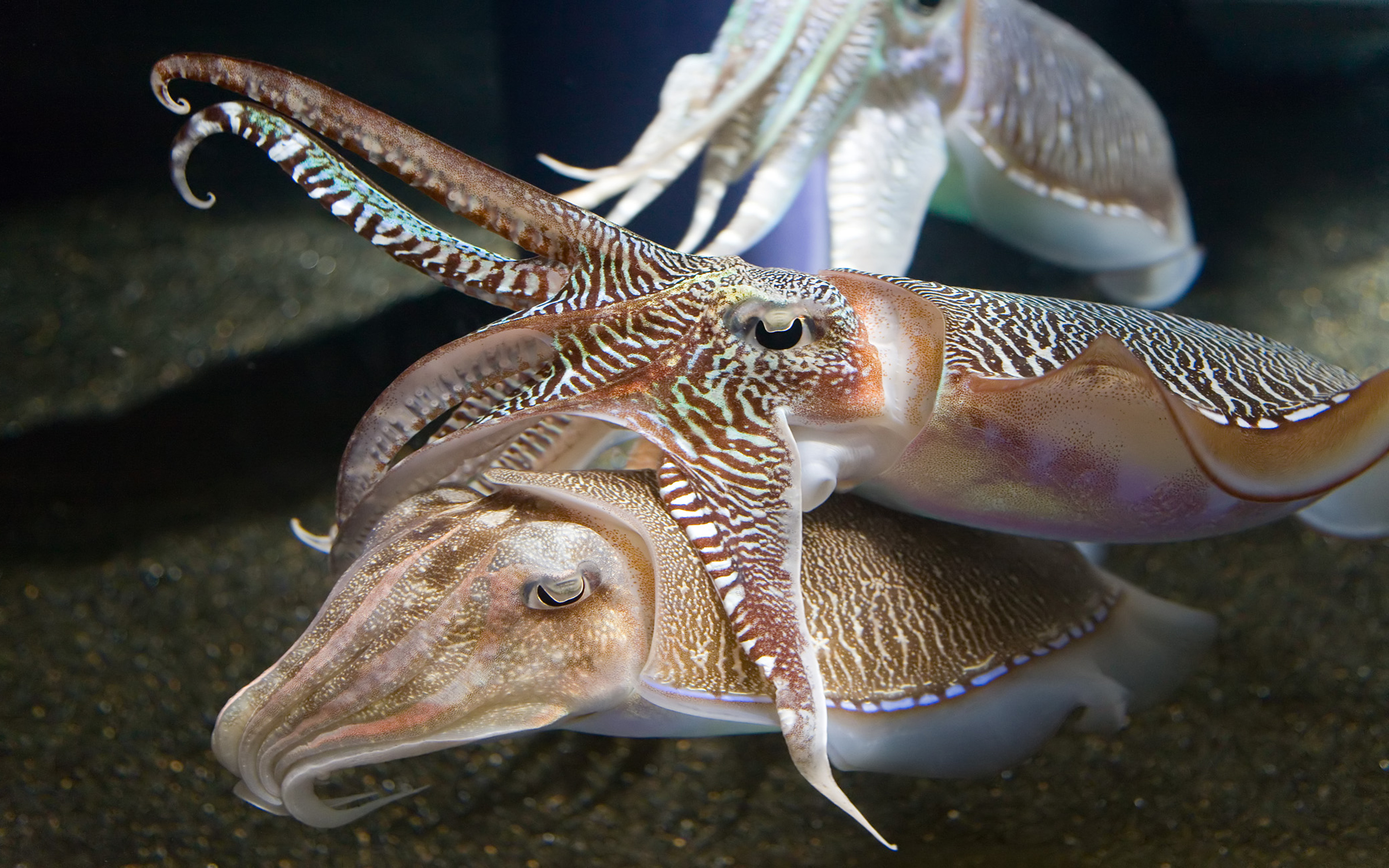cuttlefish HD Wallpapers / Desktop and Mobile Images & Photos