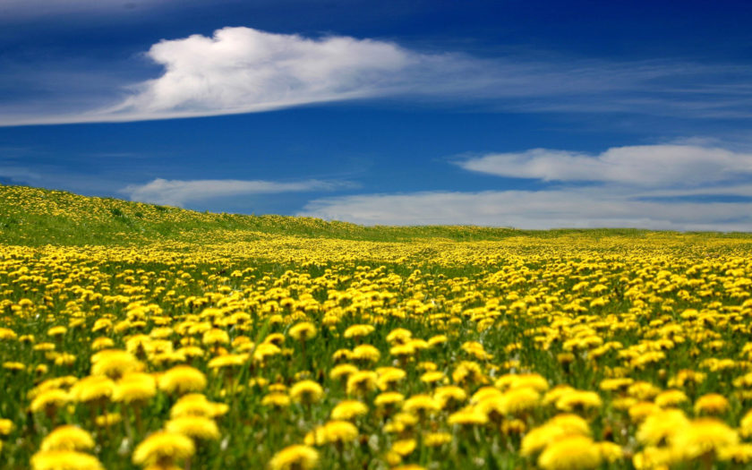 Fields Marigold Yellow Flowers Desktop Hd Wallpaper : 
