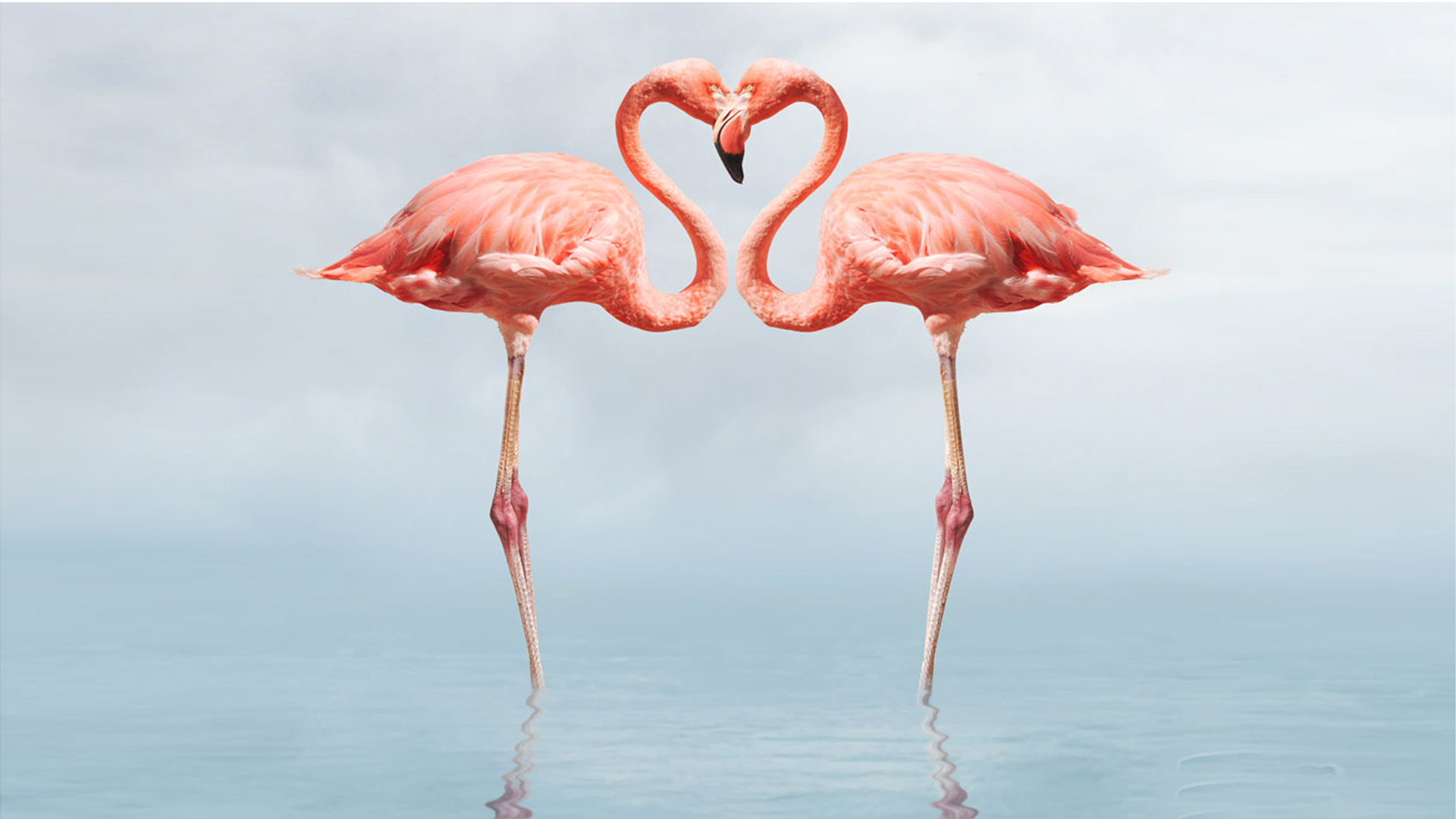 Flamingo Full Hd Wallpapers 1080p