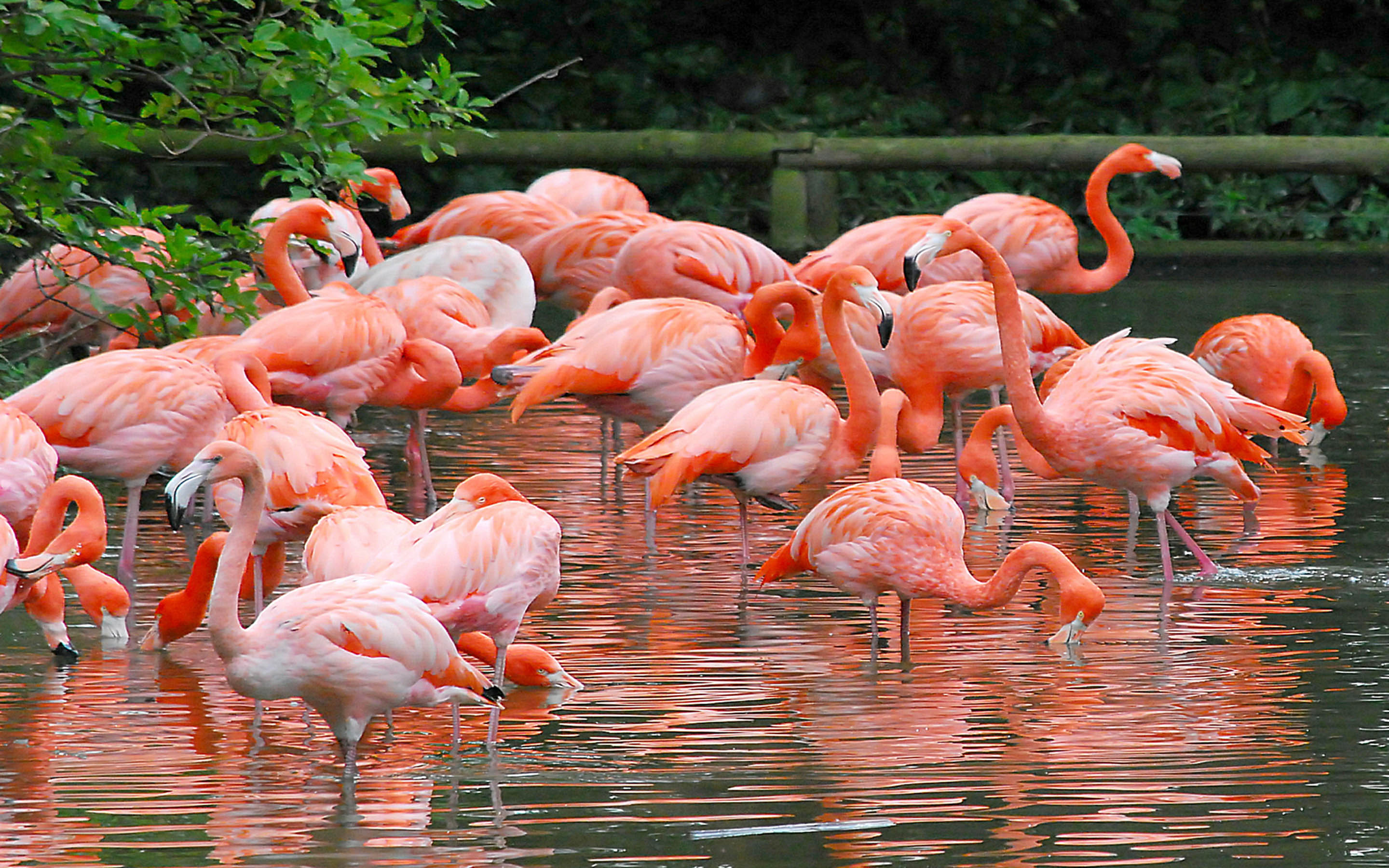 Какое животное розовое. Астраханский заповедник Фламинго. Популяция розового Фламинго. Обыкновенный Фламинго. Карликовый Фламинго.