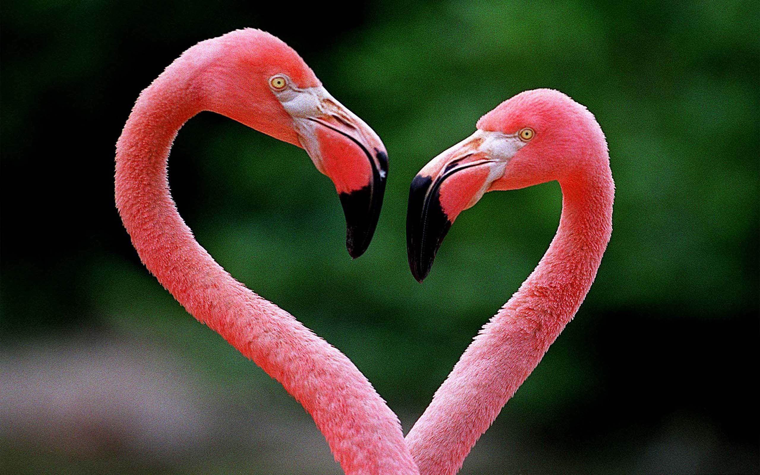 Фломинго. Размножение Фламинго. Розовый Фламинго. Африканский Фламинго. Карликовый Фламинго.