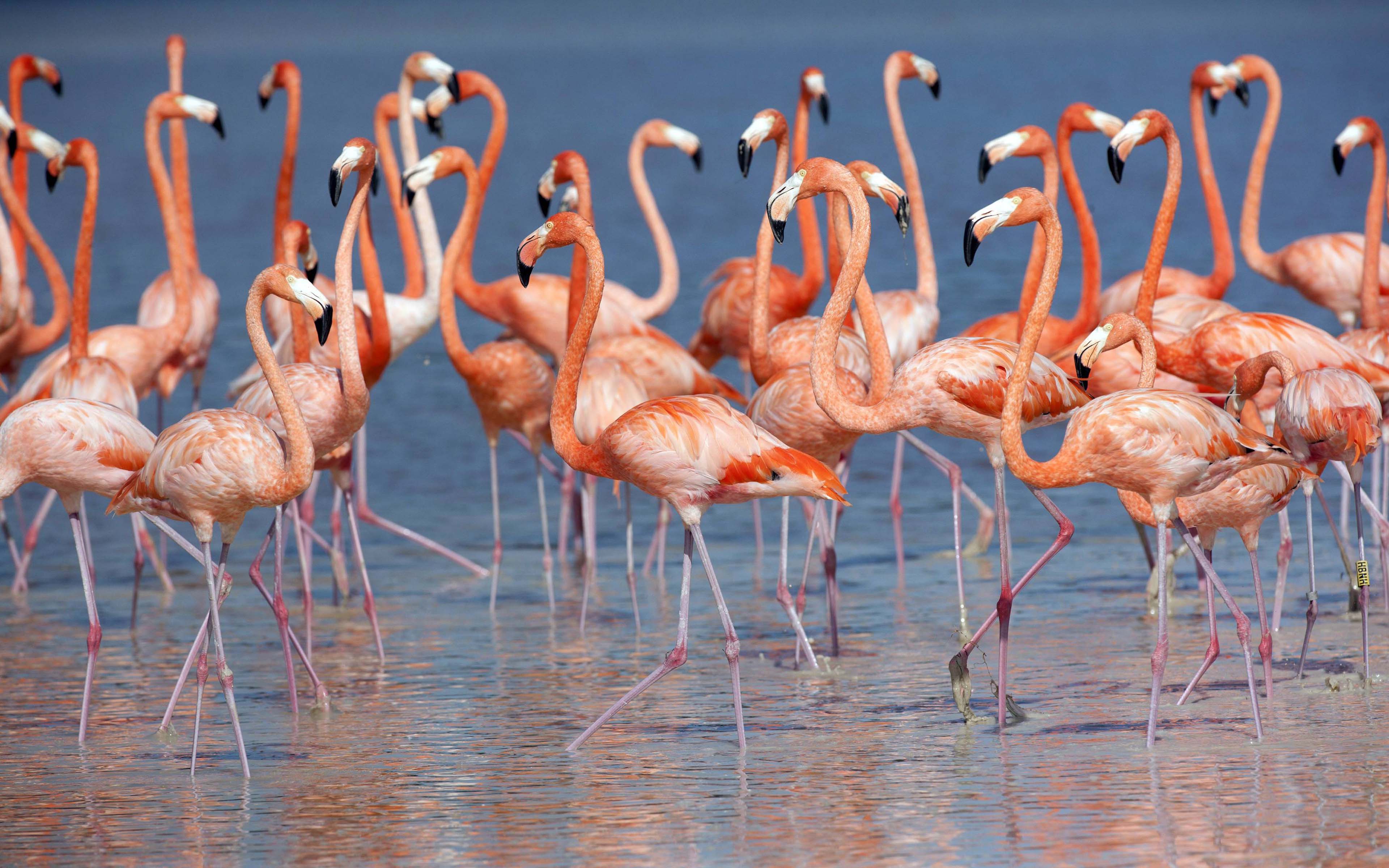 Cute Flamingo Desktop Wallpapers  Top Free Cute Flamingo Desktop  Backgrounds  WallpaperAccess