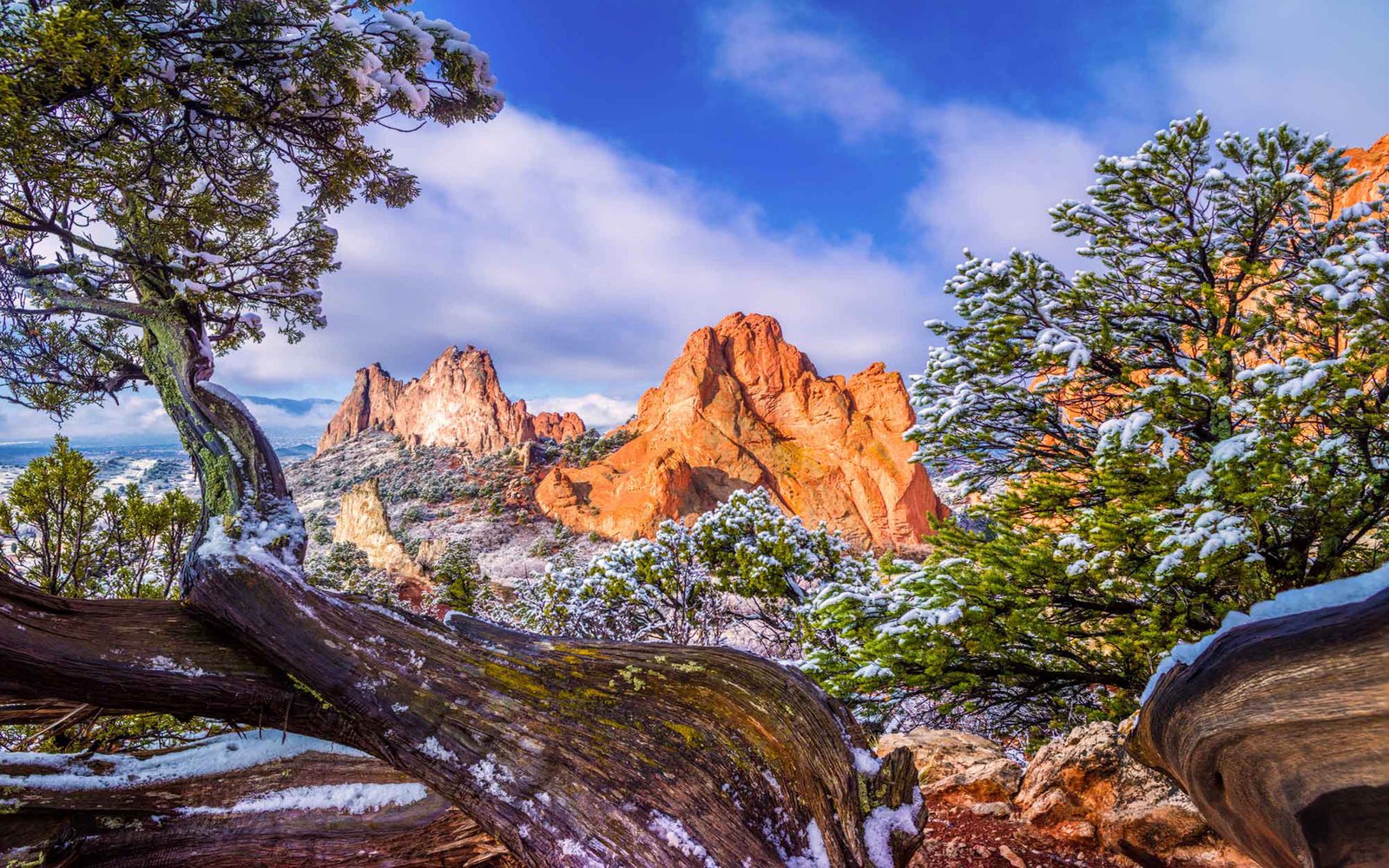 Garden Of The Gods Colorado Wi   nter Snow Old Pine Tree Sky