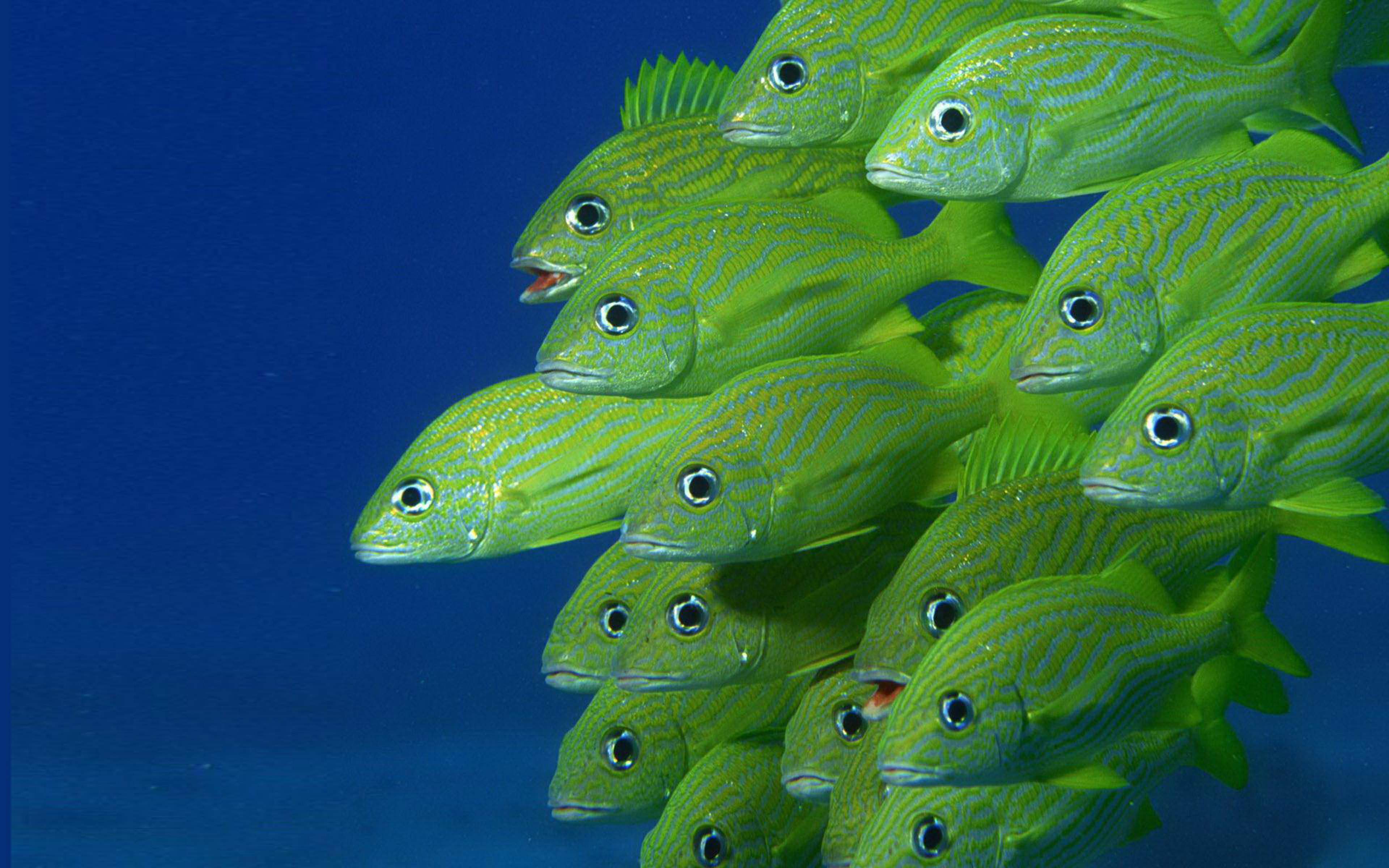 Green Fish Hd Desktop Backgrounds Free Download : 