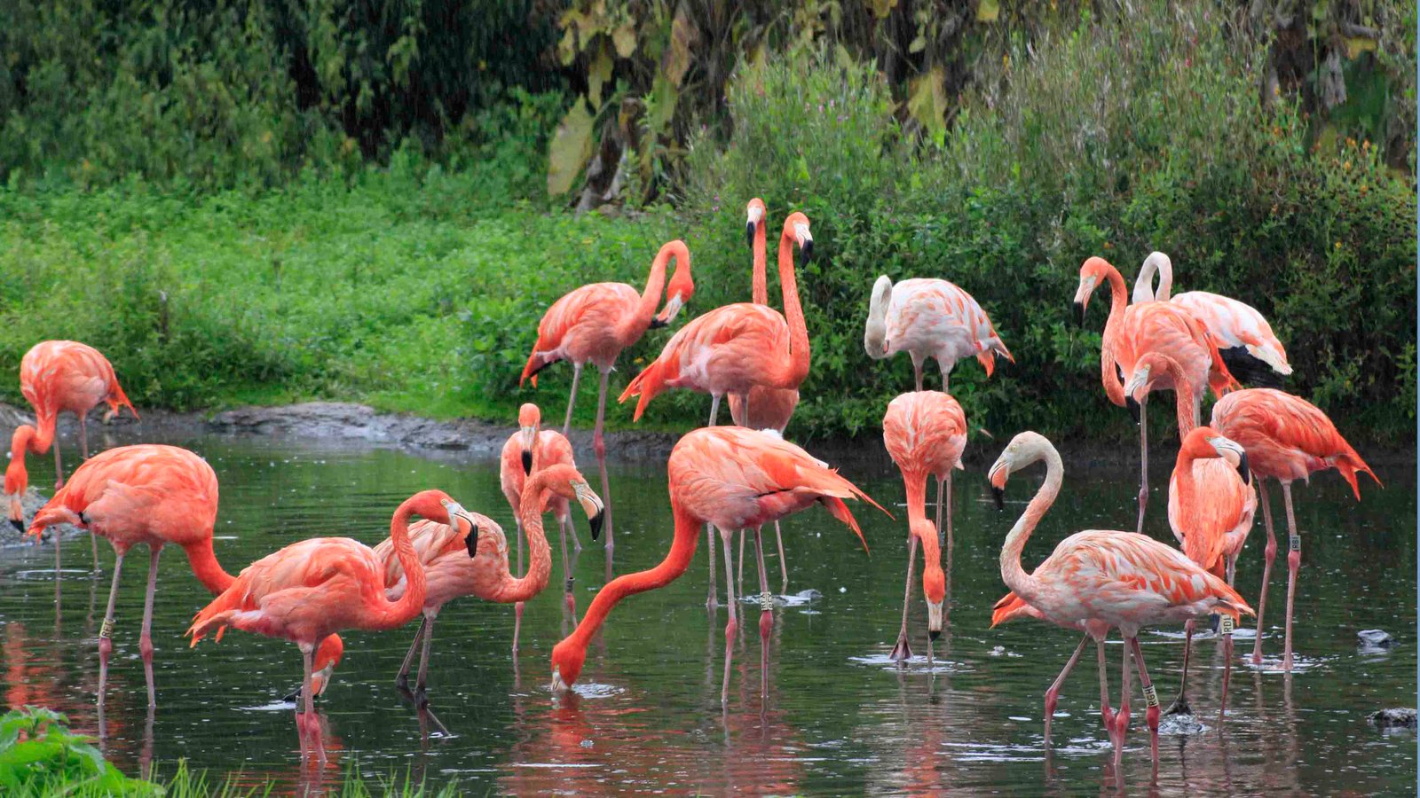 Group Of Beautiful Pink Flamingo Wallpaper Hd : Wallpapers13.com