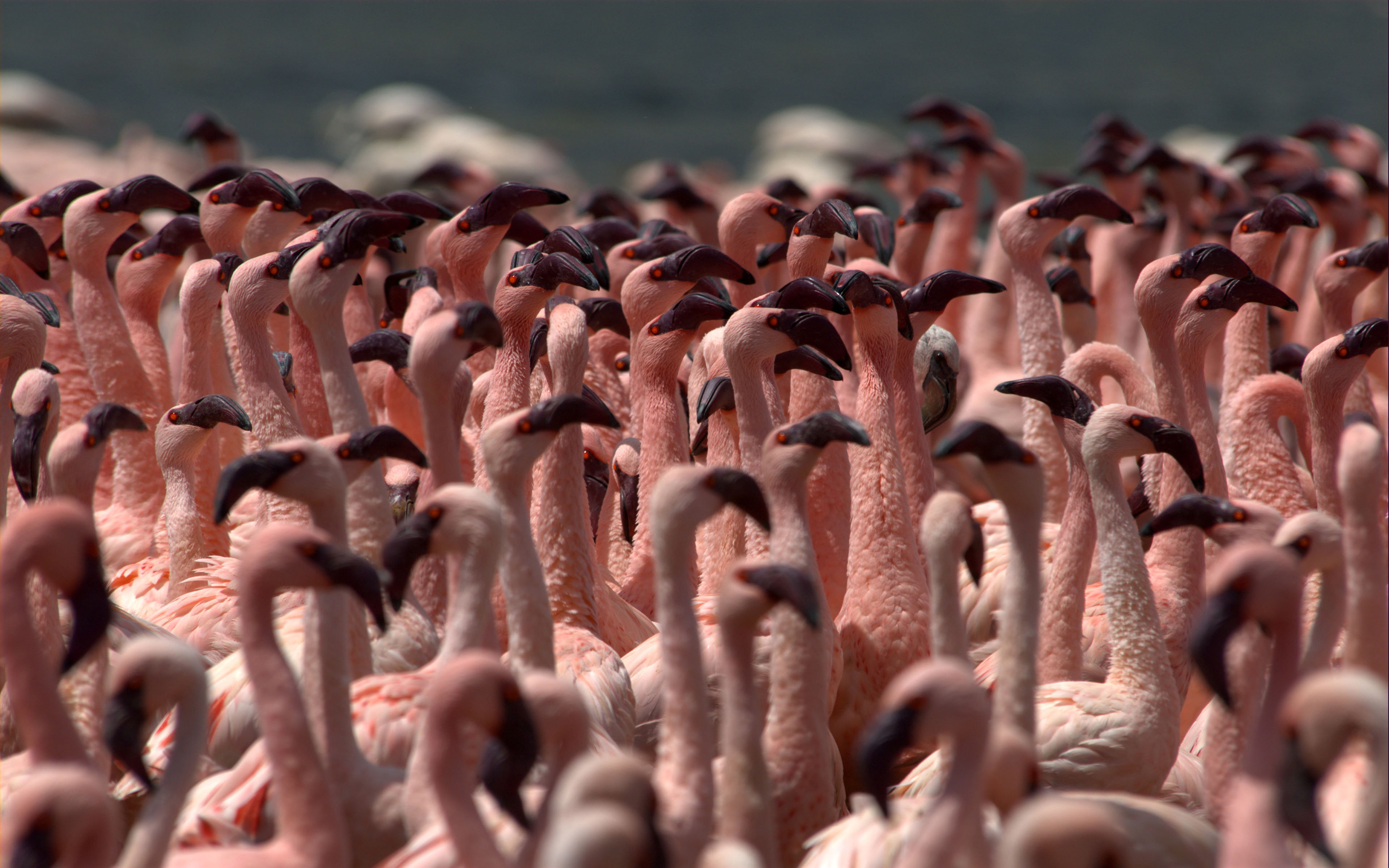 Lesser Flamingos-Phoenicopterus minor-Desktop Wallpaper Hd
