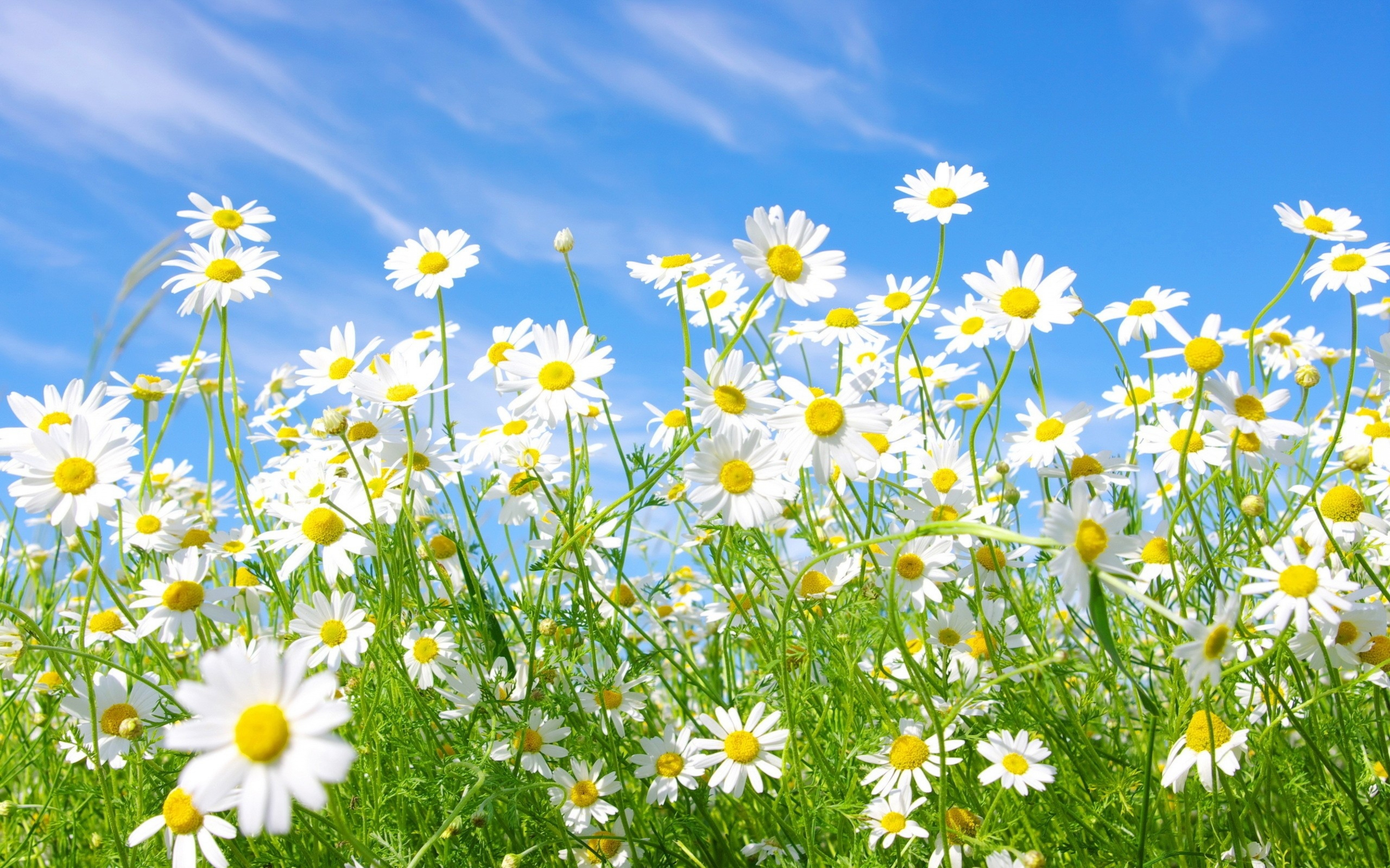 Meadow With Flowers Of Chamomile Blue Sky Hd Desktop ...