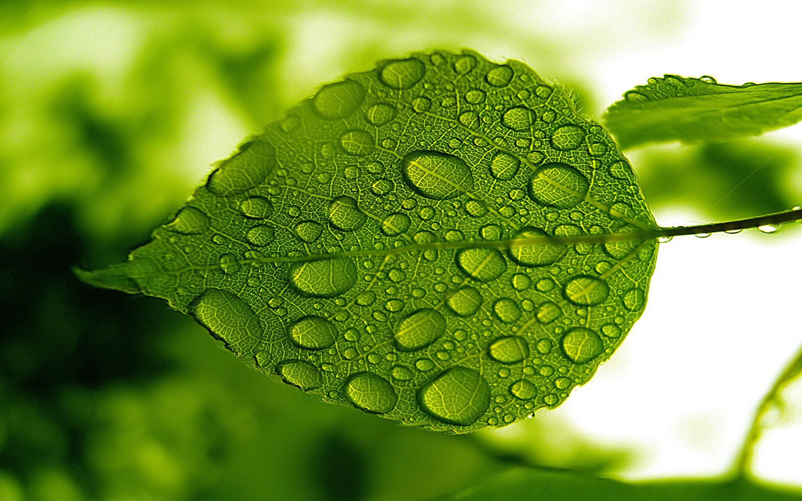 Листочки зеленого цвета. Зеленый лист. Сочный зеленый цвет. Листья растений. Зеленые листочки.