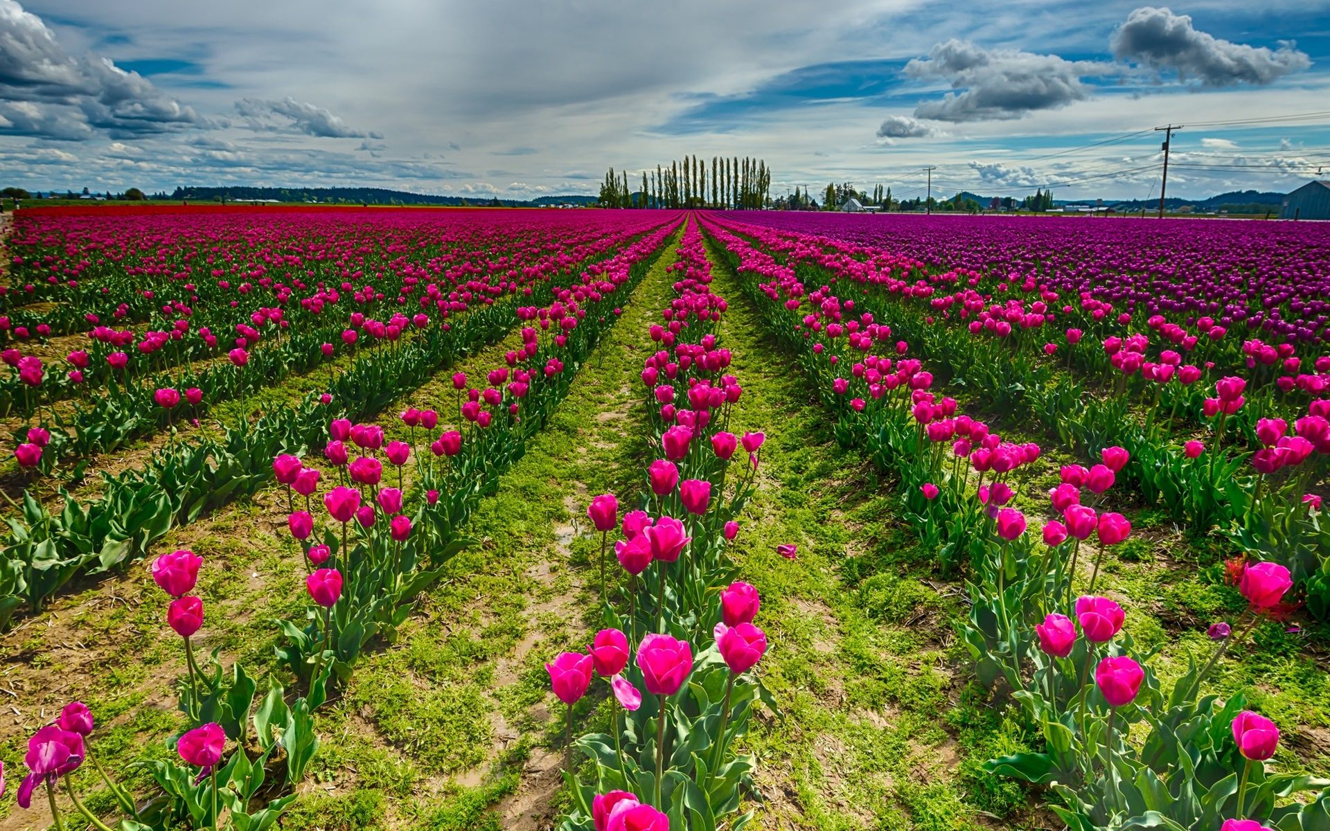 Pink Tulip  Flower  Field Wallpaper  Hd  Wallpapers13 com