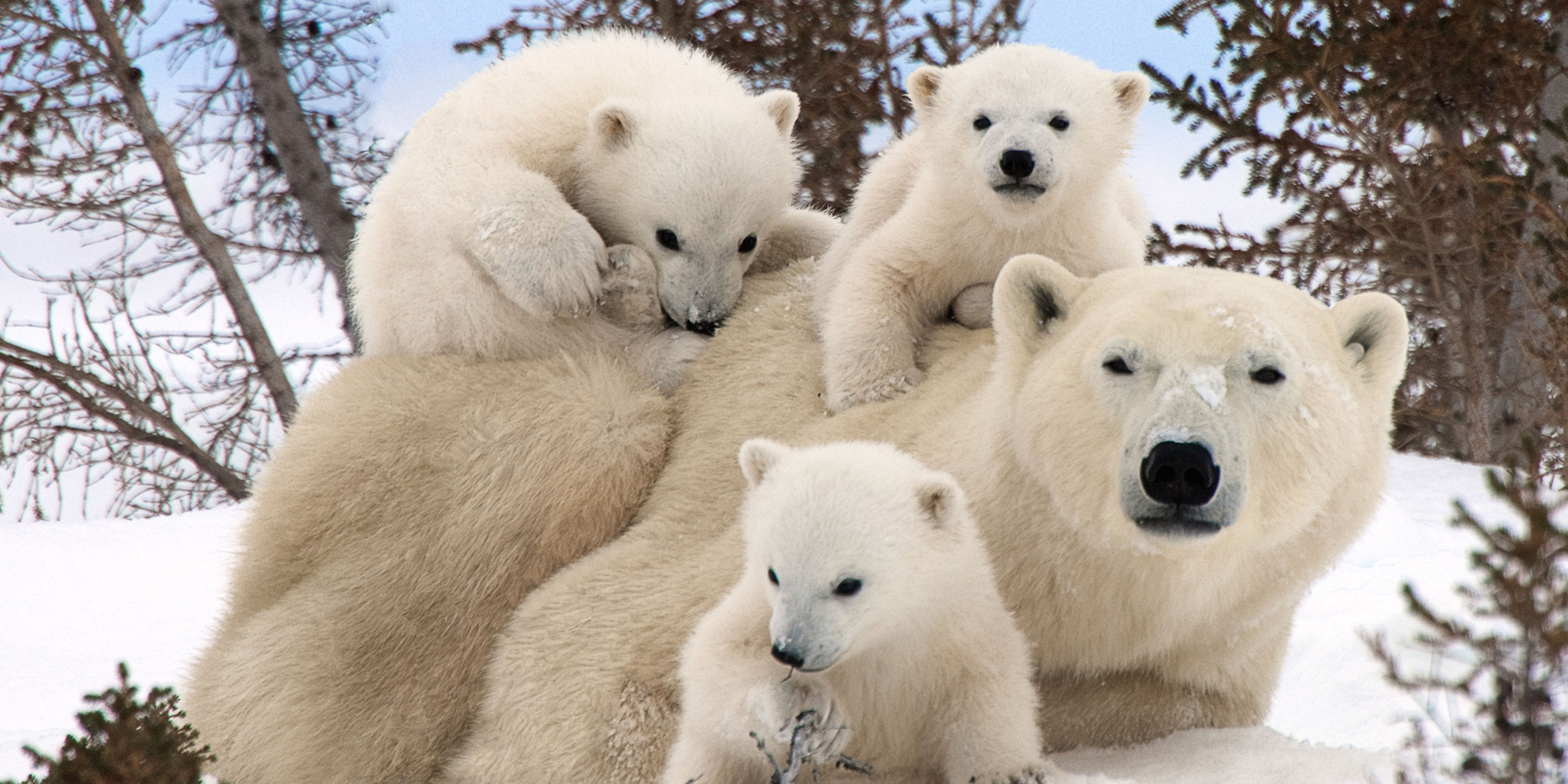 Polar Bear Family Portraits : Wallpapers13.com