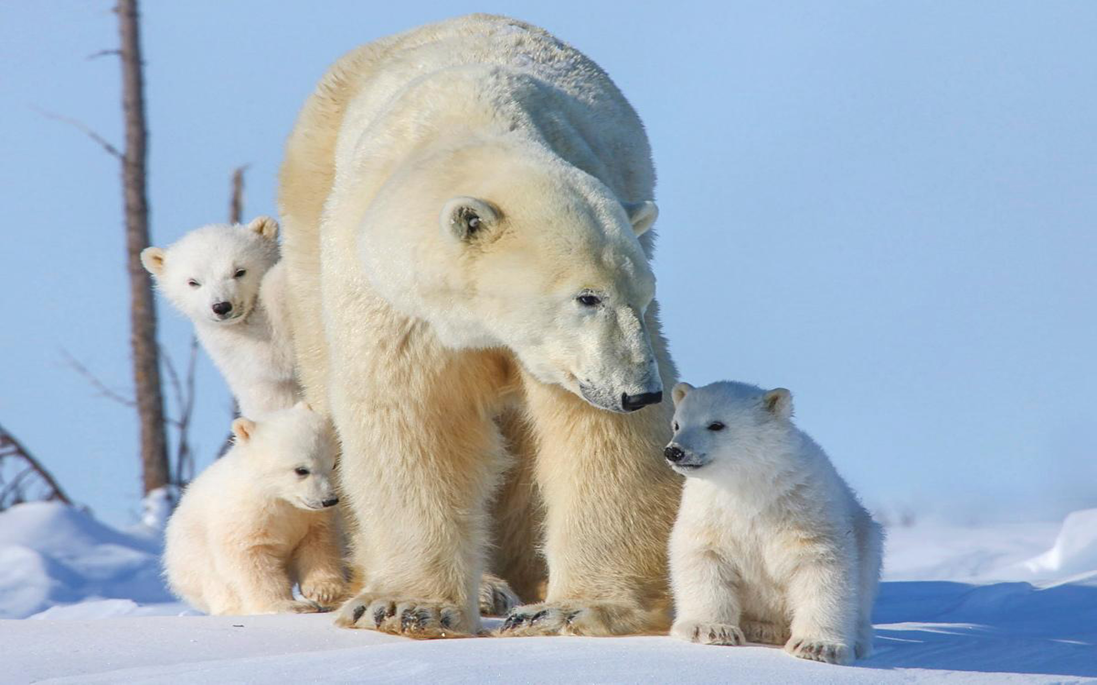 Polar Bear Family Three Small Cubs Desktop Wallpaper Hd : Wallpapers13.com