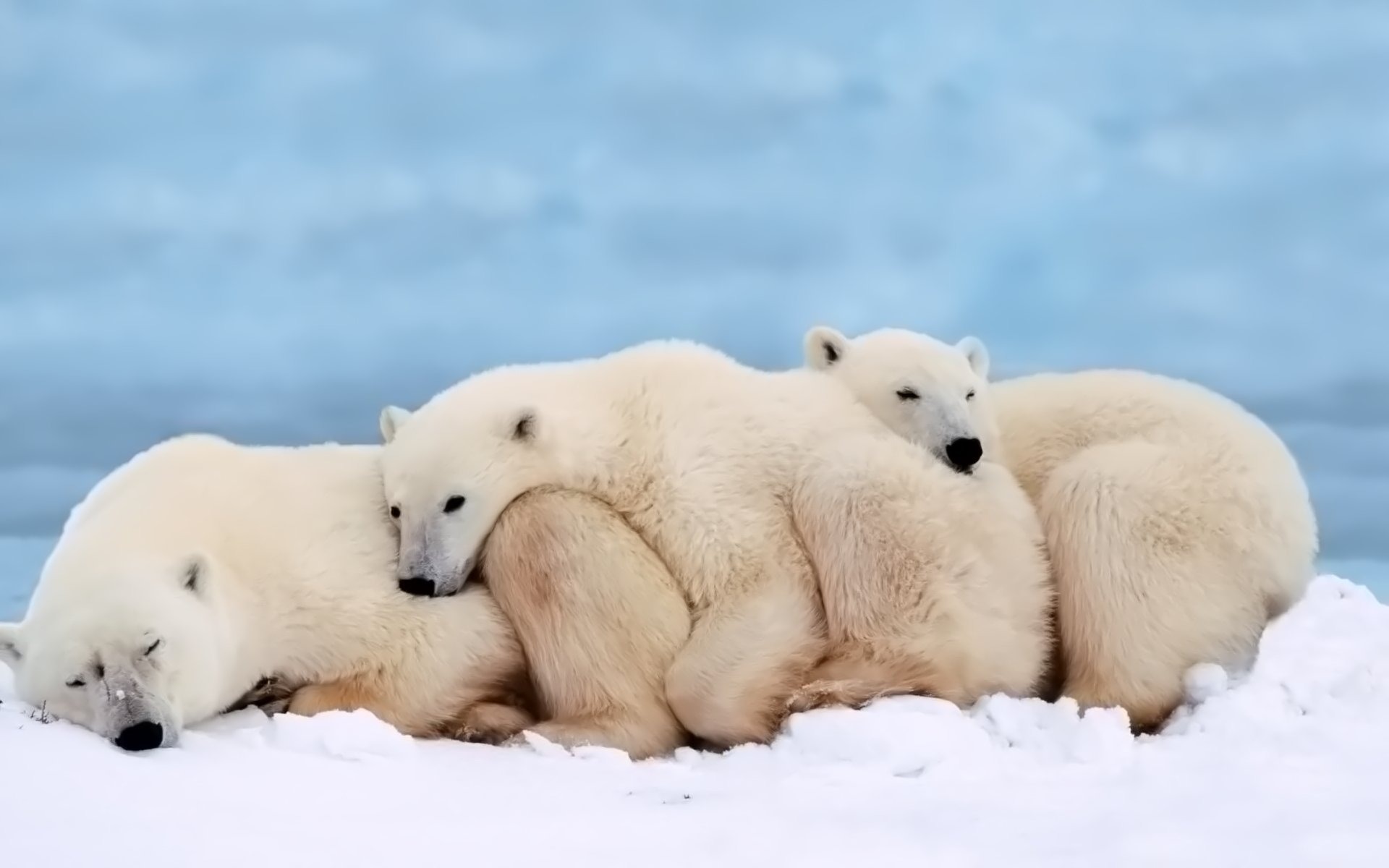 Polar Bear Family Grown Cubs Heating Each Other Animal Wallpaper Hd Wallpapers13 Com