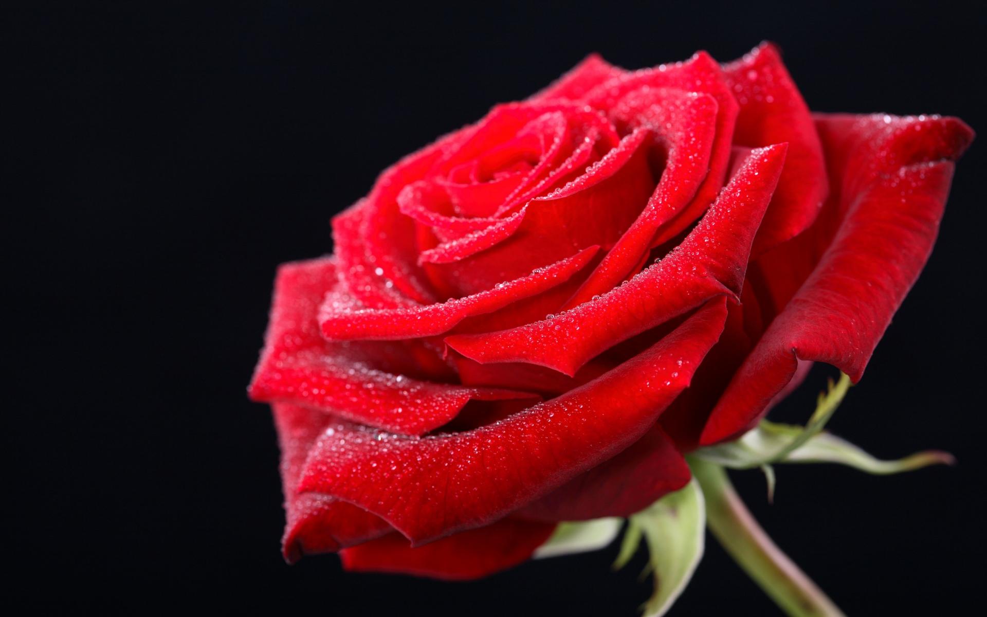 Red Rose Day Rose Happy Valentine's Day Wallpapers Hd : 