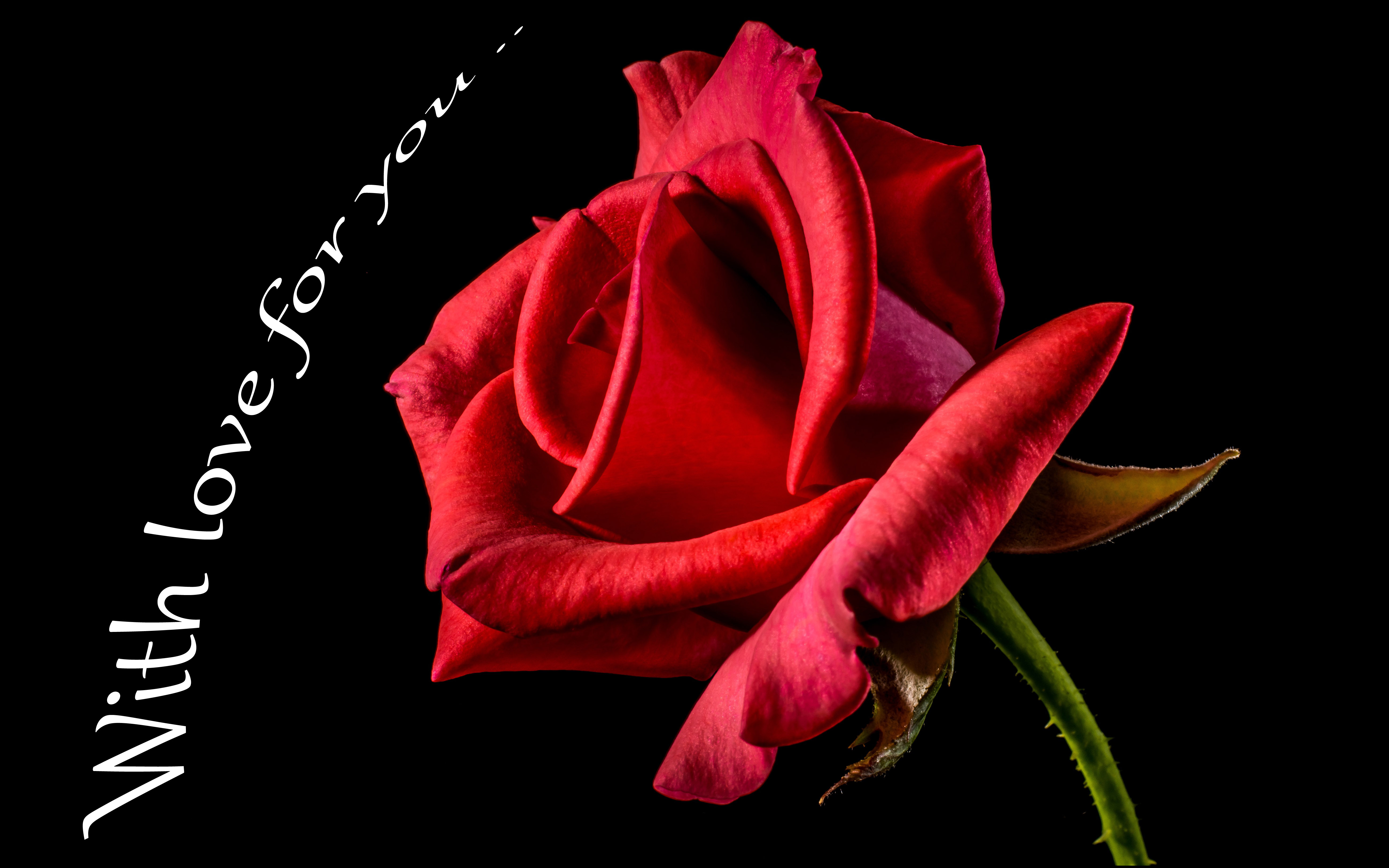 Red Roses With Love For You Wallpaper Hd : Wallpapers13.com5200 x 3250