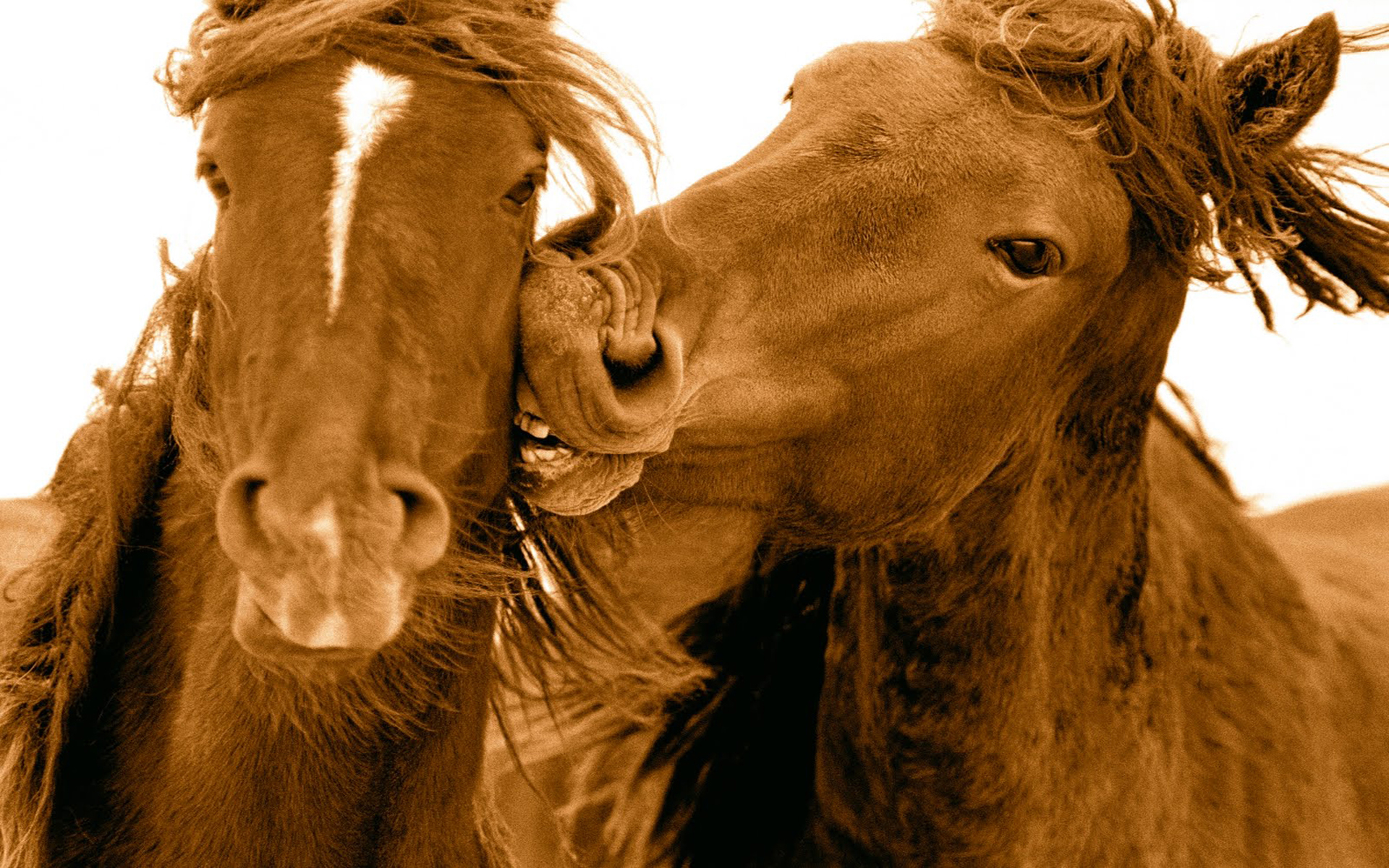 Red Horse Kiss On The Cheek Desktop Wallpaper HD 1920x1200