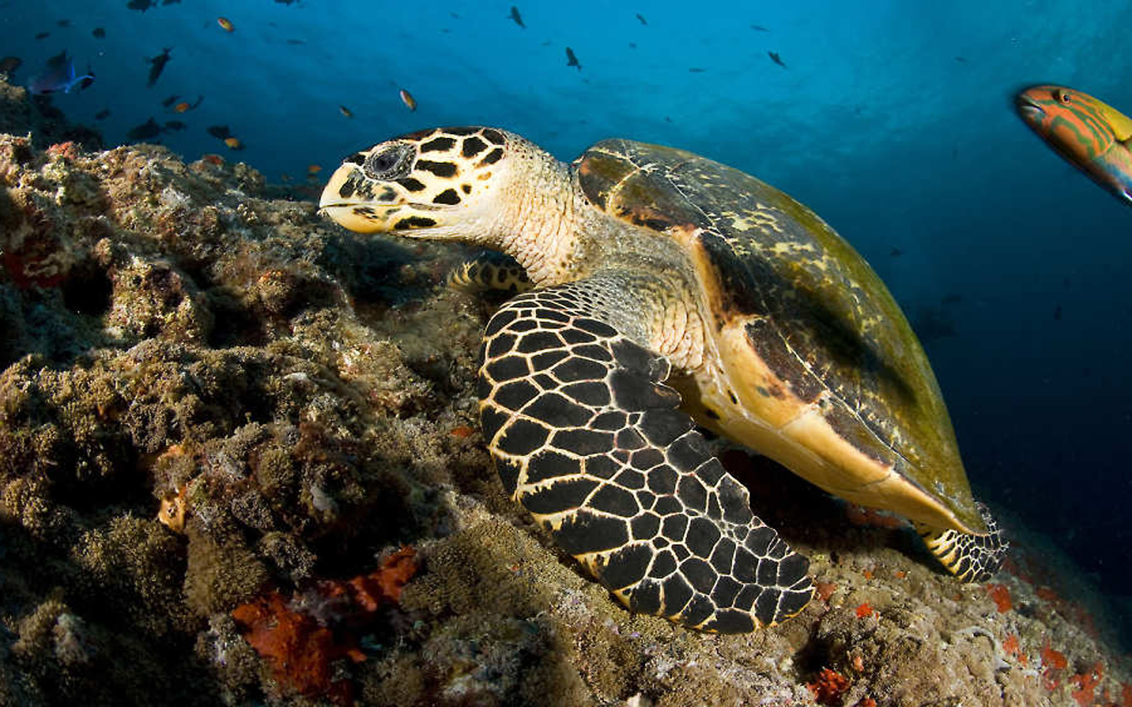Морские черепахи жизнь. Морская черепаха. Зеленая морская черепаха. Черепахи на Мальдивах. Черепаха морская Крым.