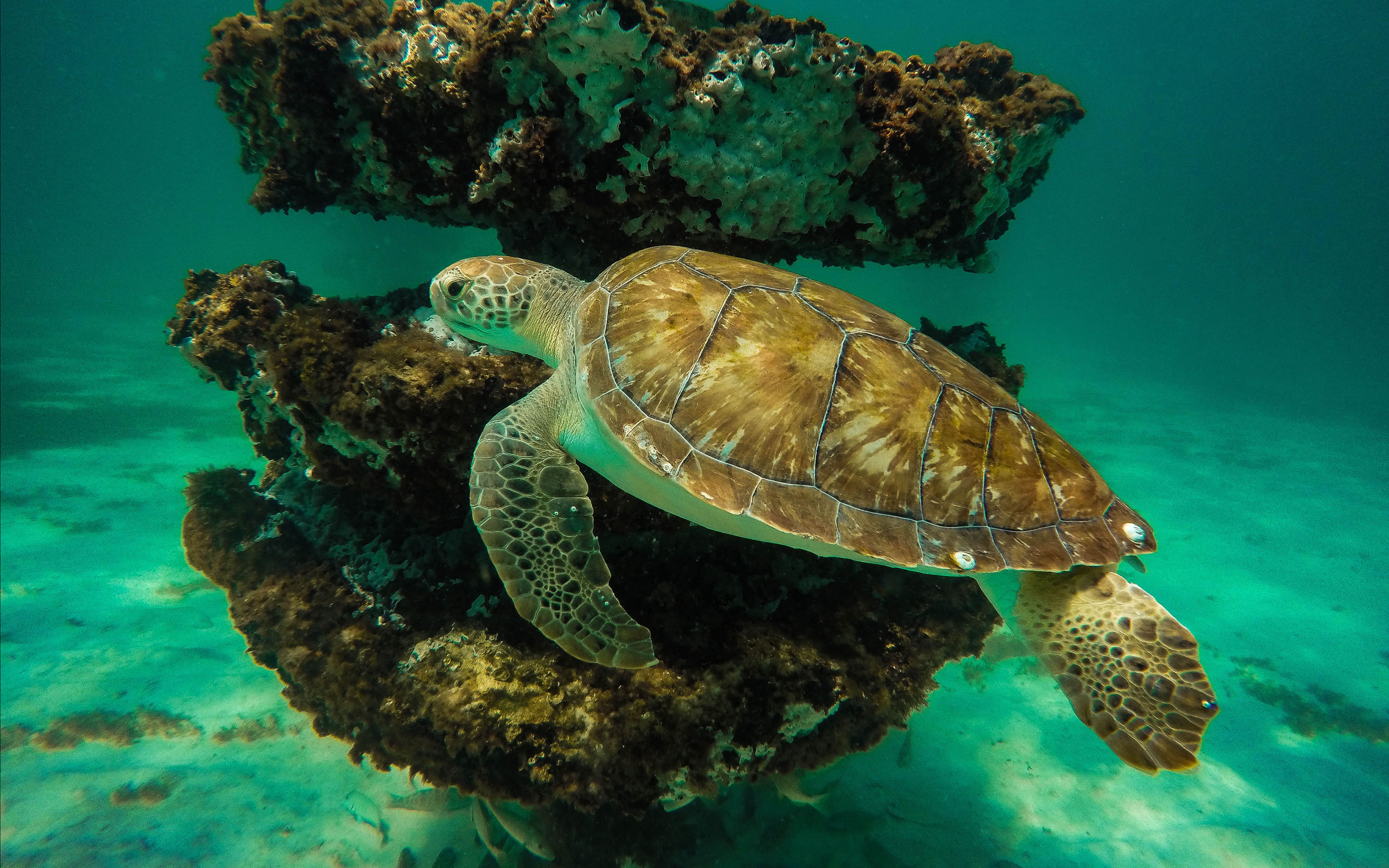 Морские обитатели морская черепаха. Морские черепахи черепахи. Нектон черепахи. Черепаха океаническая. Черепаха красное море морская зеленая.