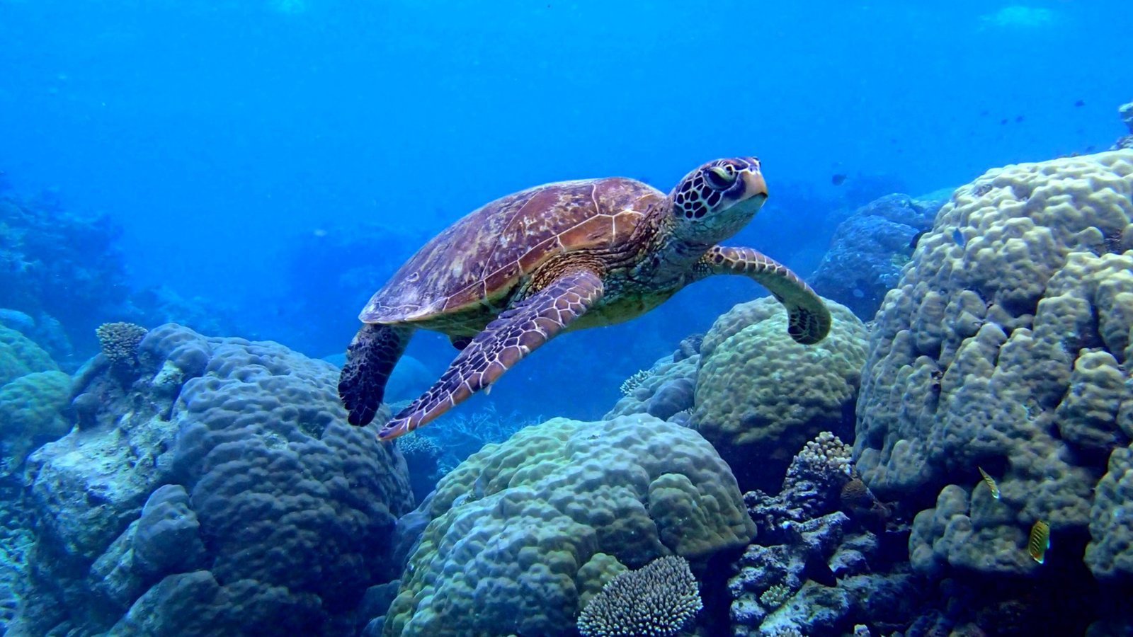 Sea Turtle Desktop Wallpaper