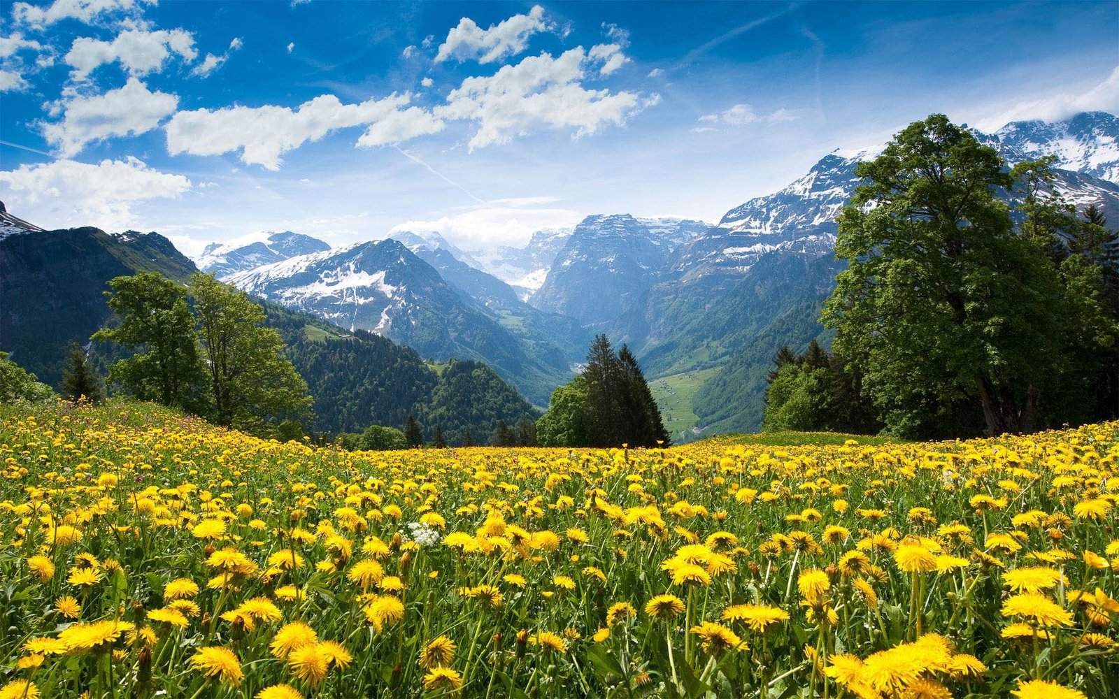 Spring Field Landscape With Yellow Flowers Mountains Blue Sky And