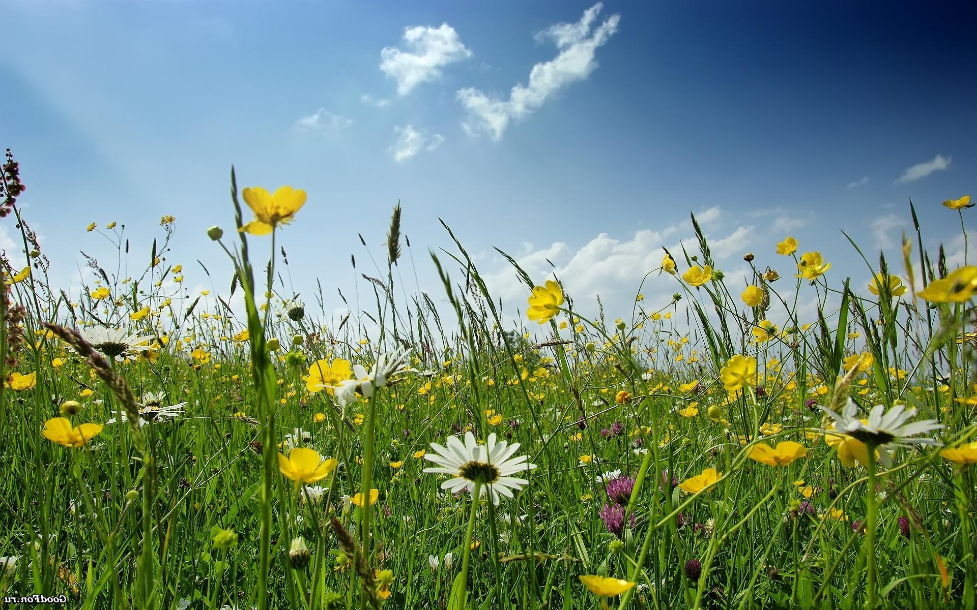 Spring Meadow Flowers And Green Grass Sky Hd Wallpaper : Wallpapers13.com