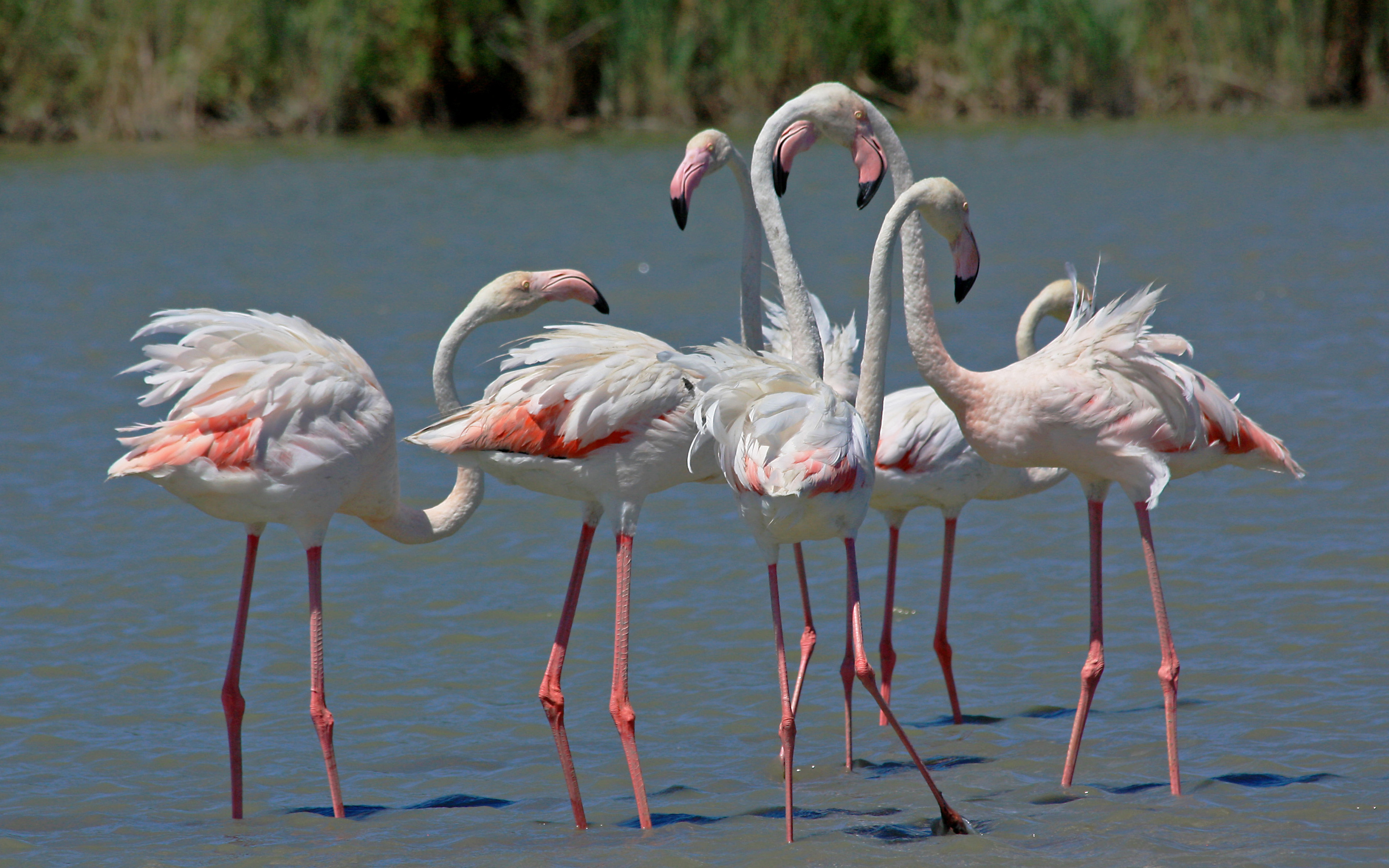 Фламинго. Фламинго розовый (Phoenicopterus roseus). Обыкновенный Фламинго. Кулундинское озеро Фламинго. Розовый Фламинго Астраханский заповедник.