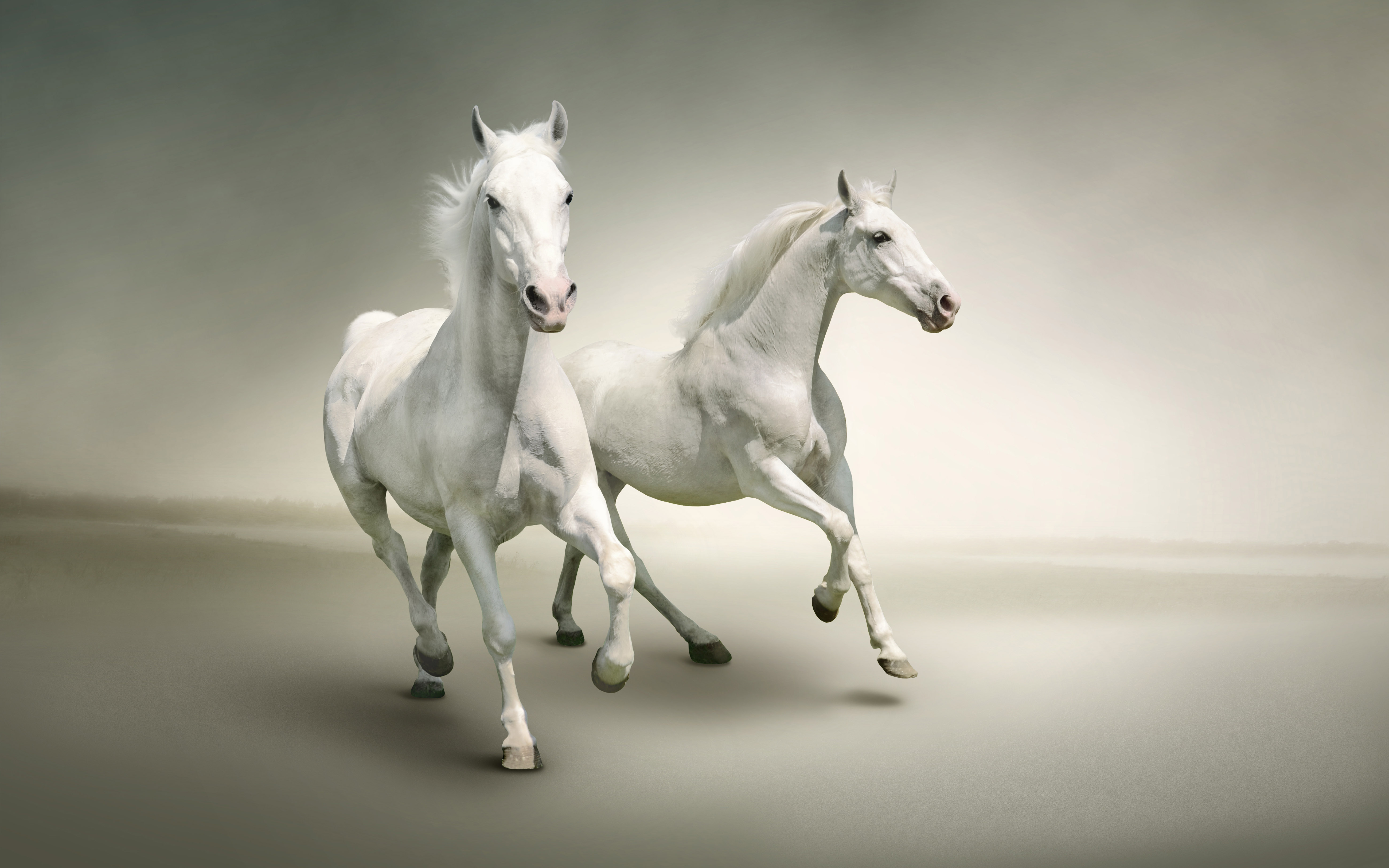 White Horses : Wallpapers13.com