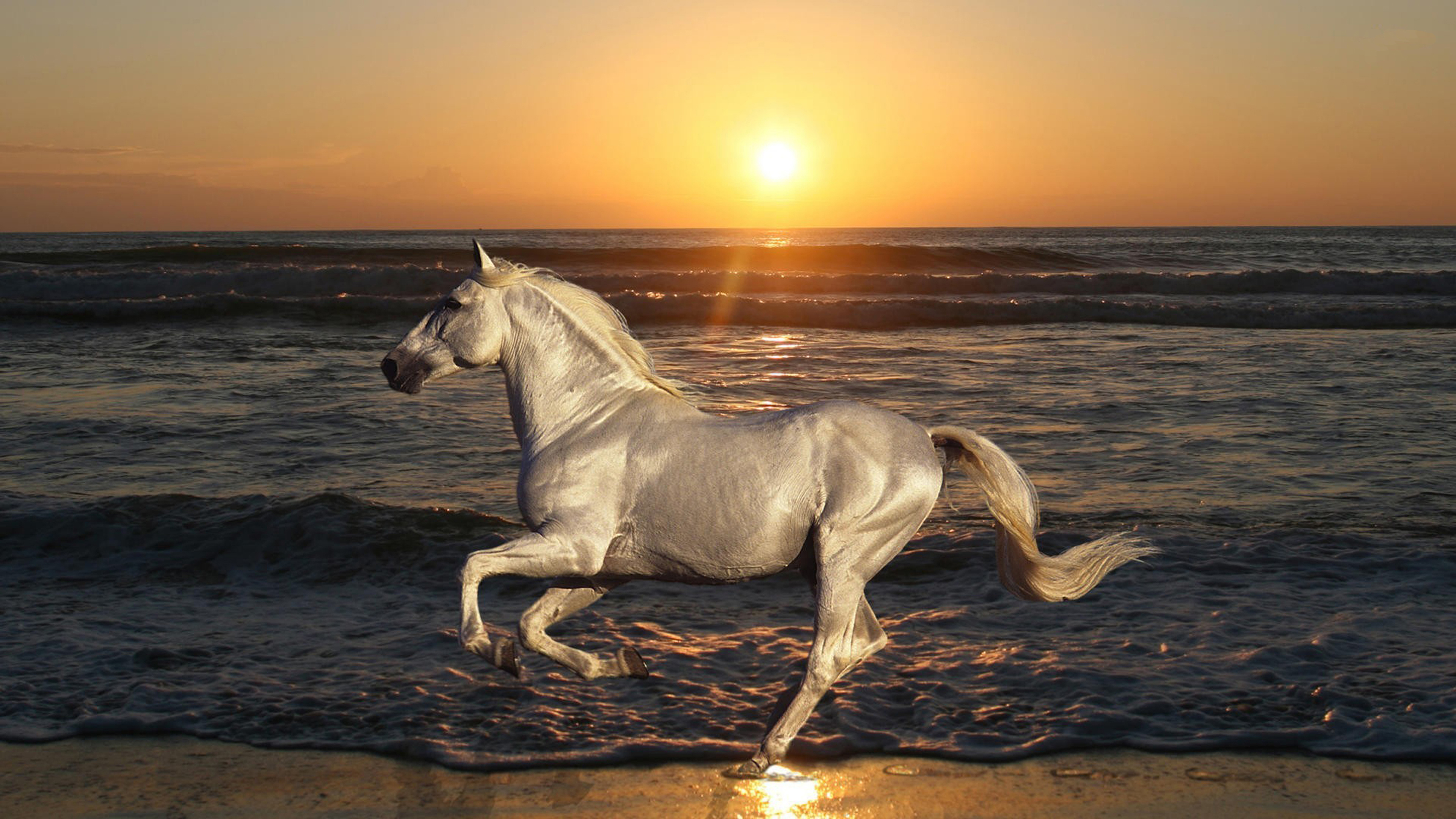 White Horse Galloping Beach Sea Waves Sunset Desktop Wallpaper Hd ...