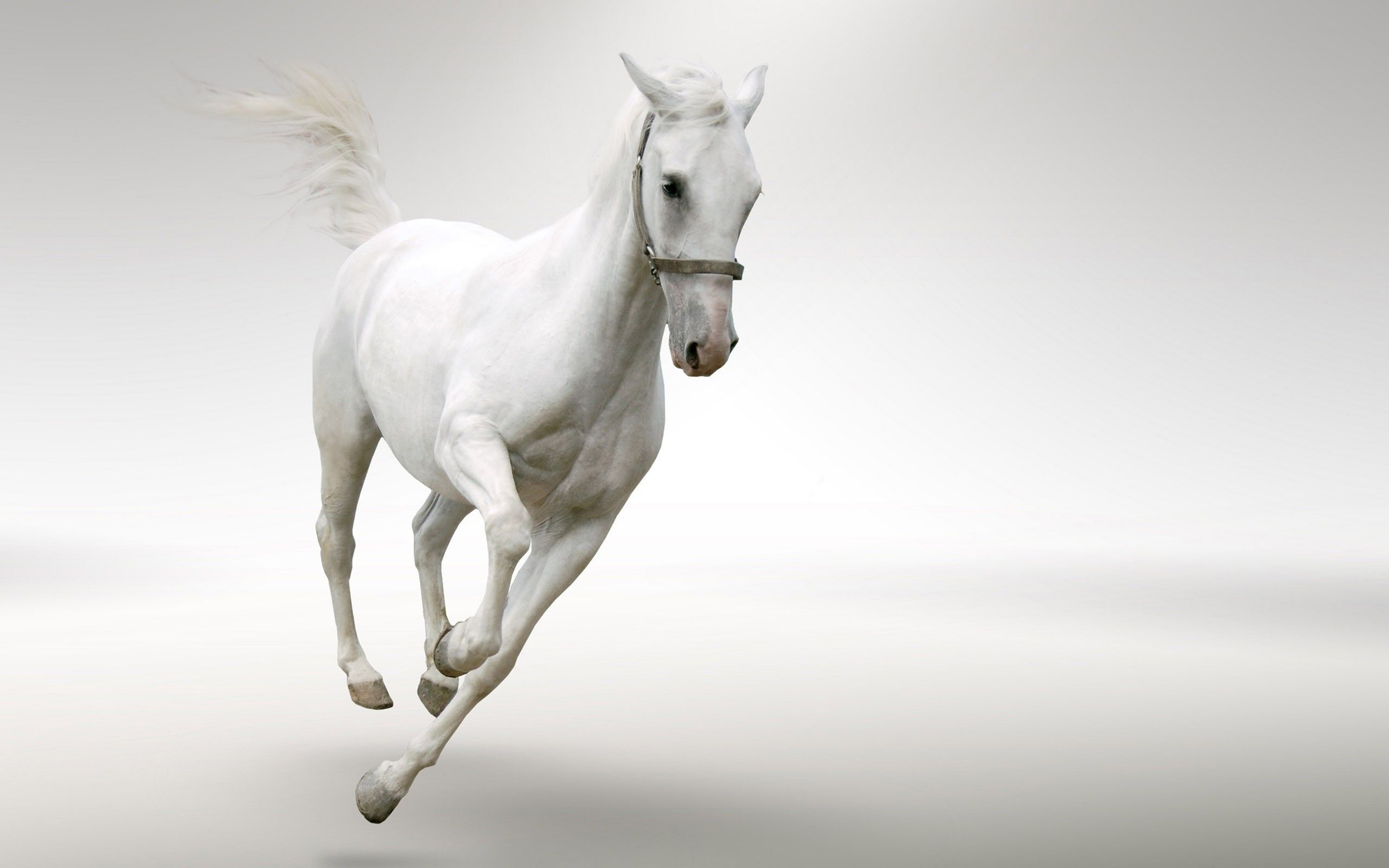 White Horse Running Desktop Wallpaper Hd : 
