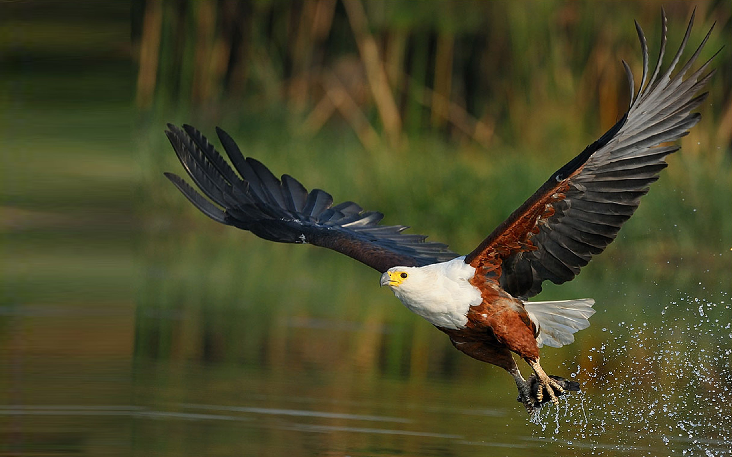 African Fish Eagle Haliaeetus Vocifer It Is The National Bird Of Zimbabwe,  Zambia And South Sudan : 