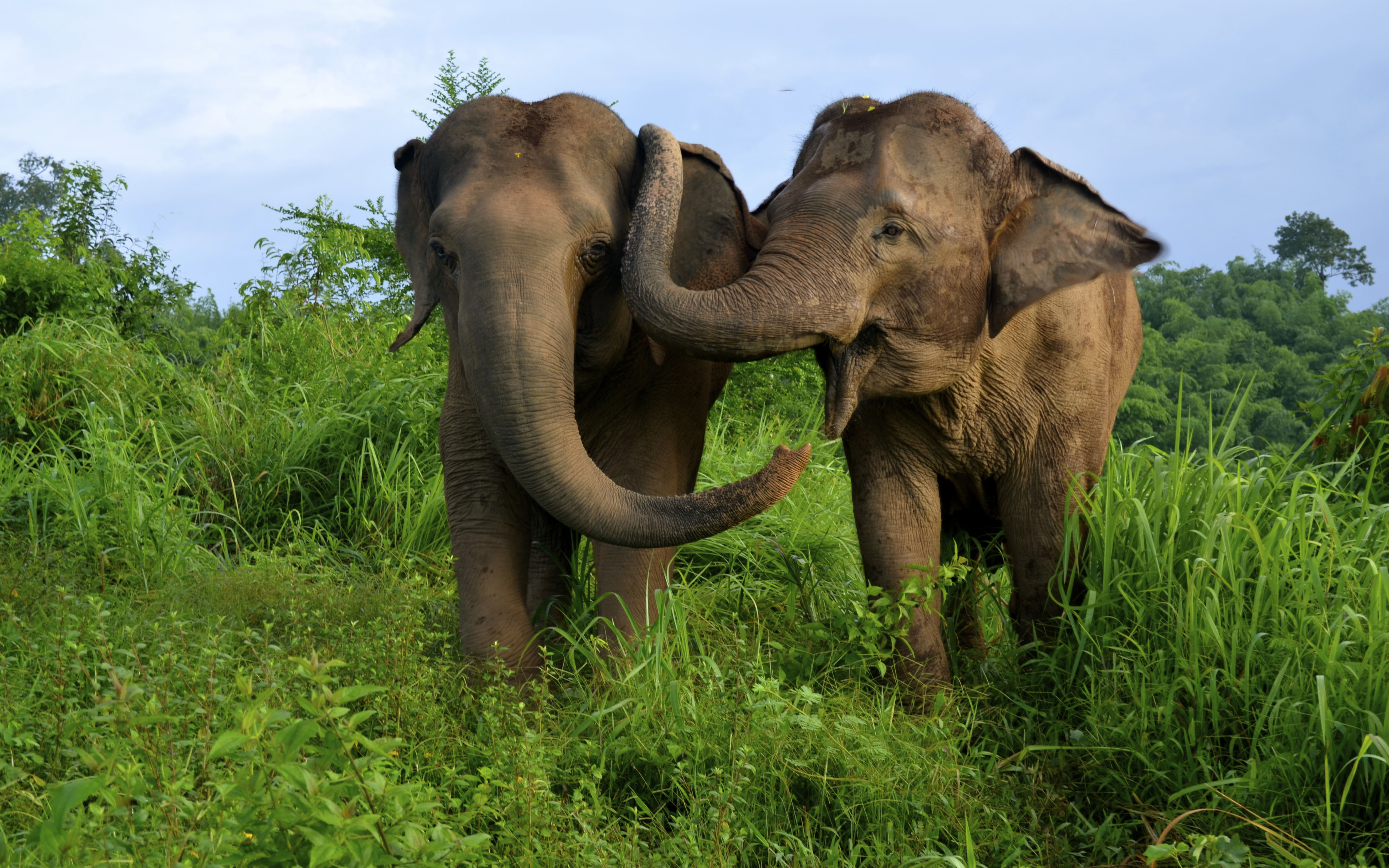 Asian Elephants From Thailand Hd Wallpaper For Desktop : 