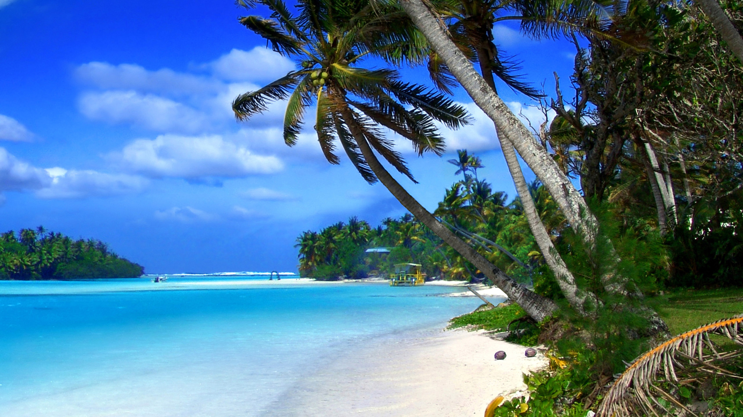 Beach Cayman Islands Tropical Landscape  Ocean Blue Water And Green
