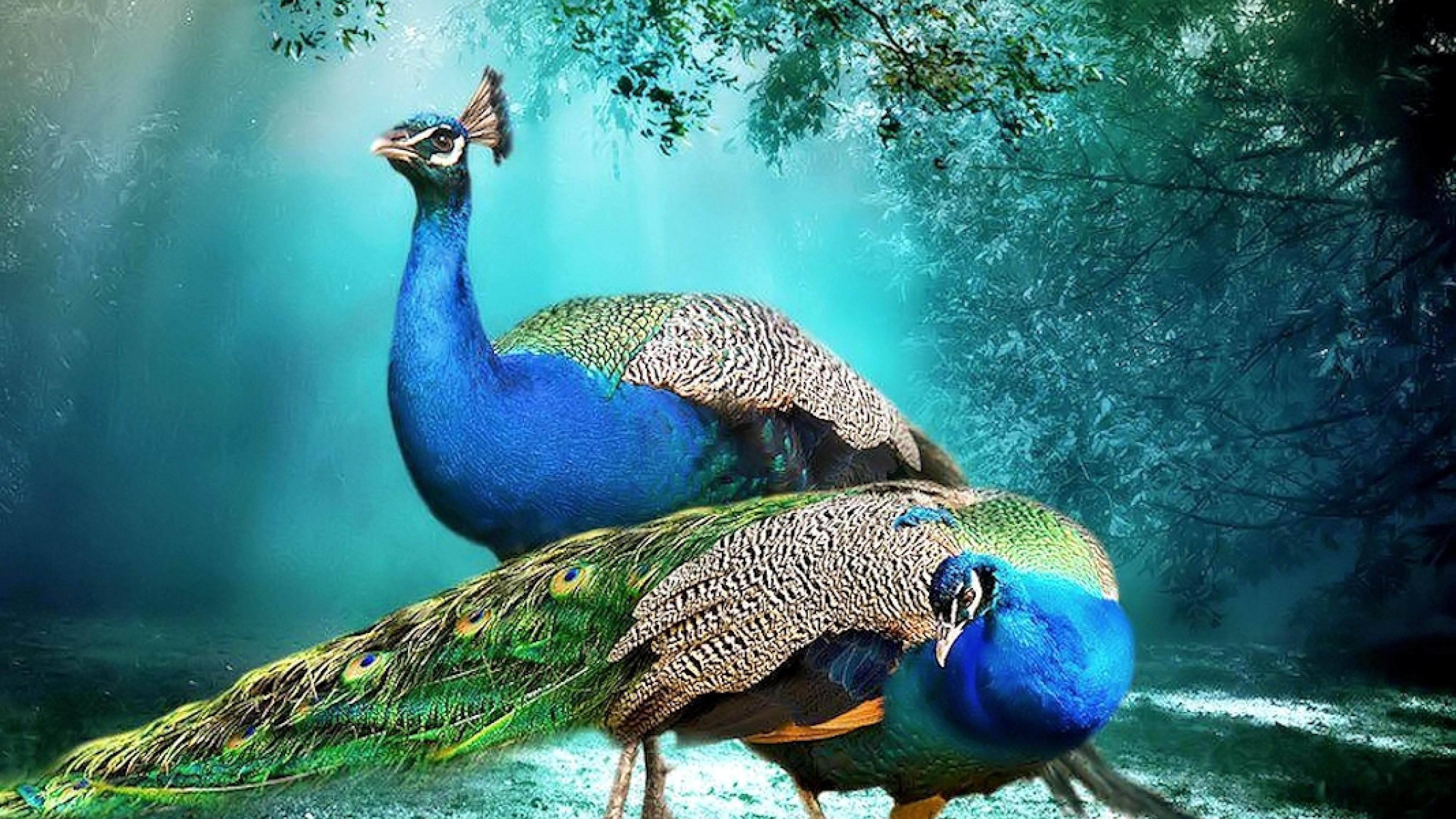 Beautiful Background Peacock Pair Hd Wallpaper Beautiful Hd Wallpaper