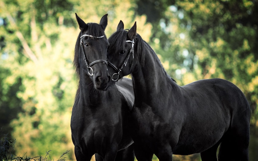Beautiful Black Horses Hd Desktop Wallpaper : 
