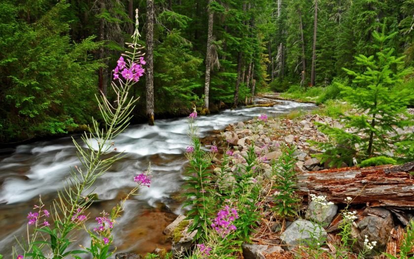 Beautiful Landscape Background Mountain River Thick Green Forest With Trees And Pine Forest Springtime Flowers Stones Desktop Wallpaper Hd For Mobile Phones And Laptops : Beautiful Landscape Background Mountain River Thick Green Forest With Trees And Pine Forest Springtime Flowers Stones Desktop Wallpaper Hd For Mobile Phones And Laptops :
