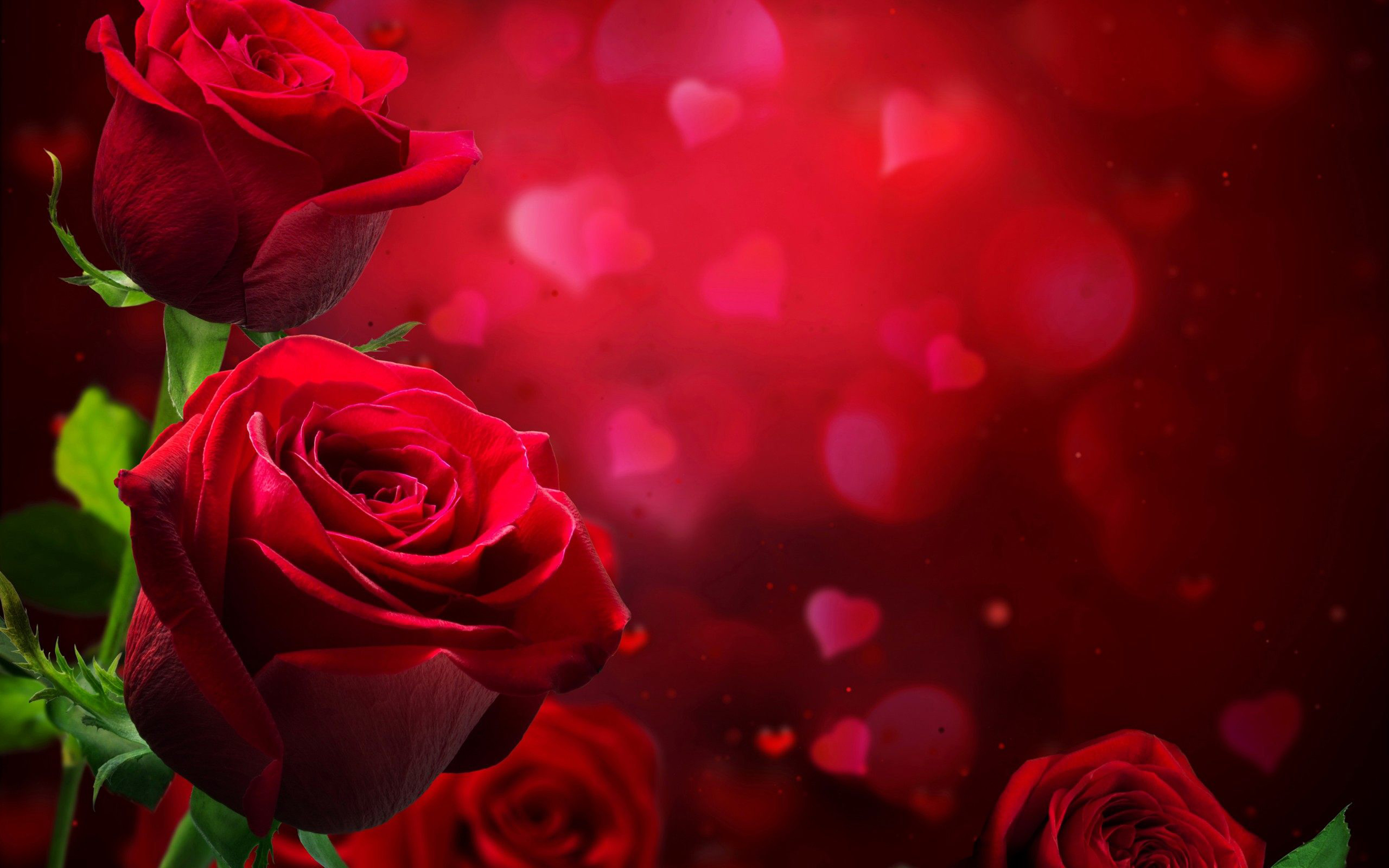 Beautiful Red Roses Love Hd Wallpaper Wallpapers13 Com
