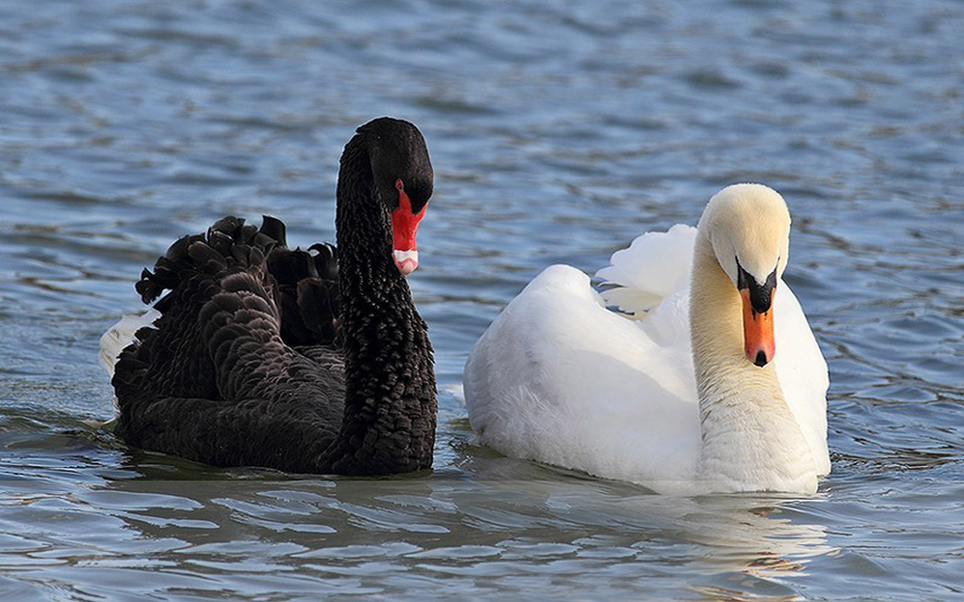 Black And White Swan, Swimming In The Hd For Mobile Phones And Laptops :