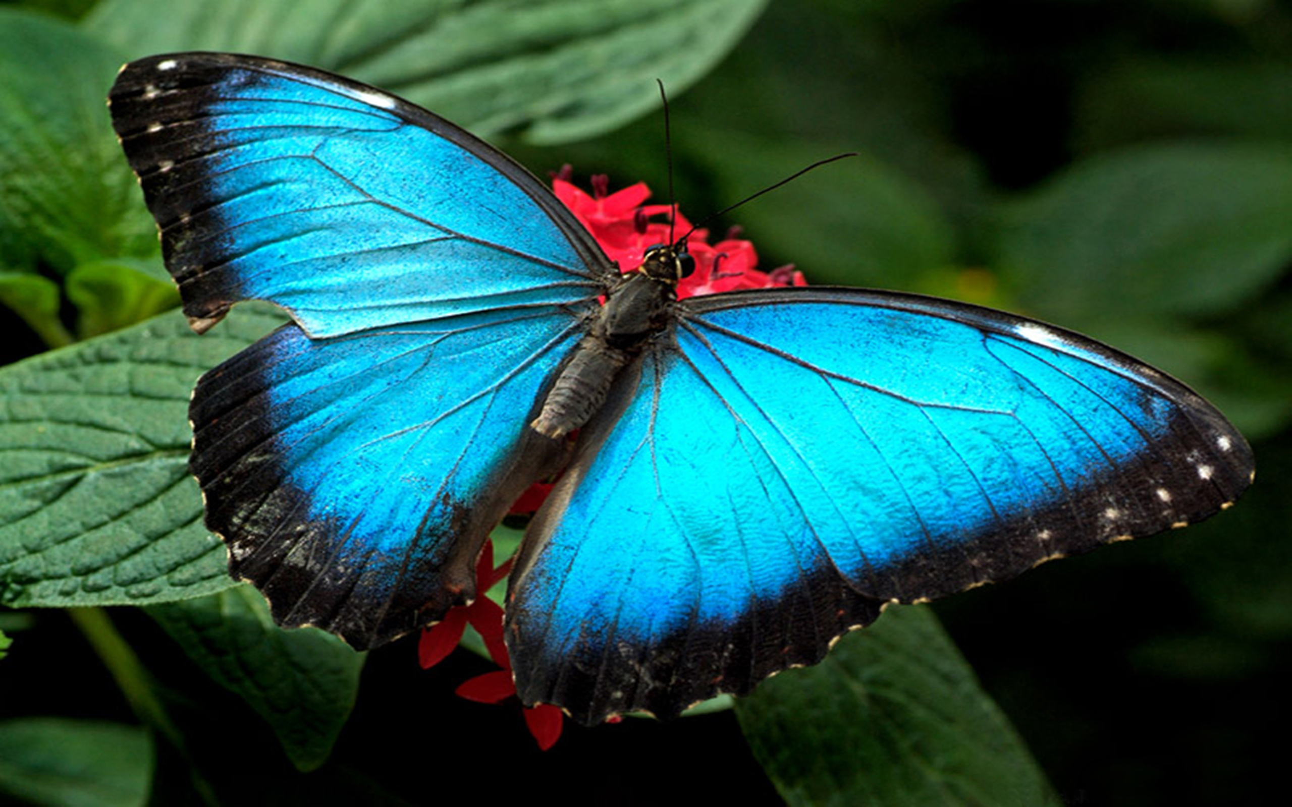 1920x1080 Butterfly Blue Flowers Laptop Full HD 1080P HD 4k Wallpapers  Images Backgrounds Photos and Pictures