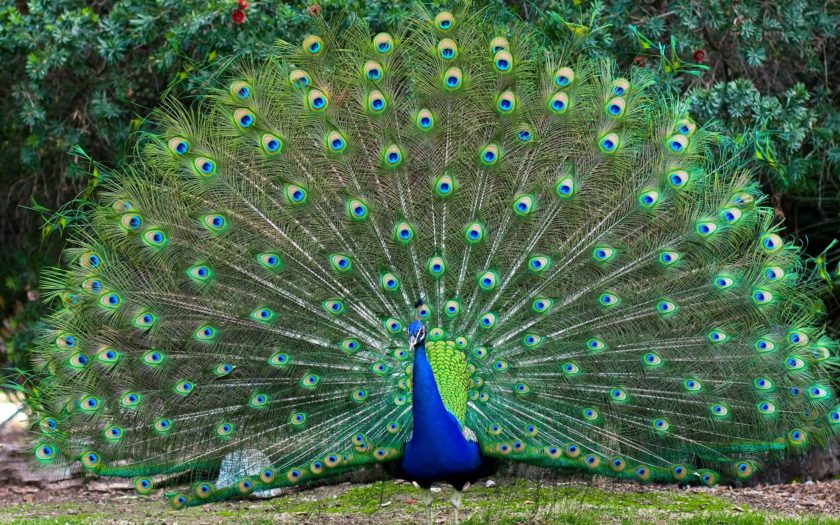 Colorful Bird Male Peacocks Spread Tail Feathers Desktop Wallpaper Hd :  