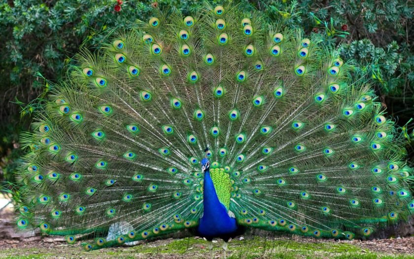 Colorful Bird Male Peacocks Spread Tail Feathers Desktop Wallpaper Hd : Colorful Bird Male Peacocks Spread Tail Feathers Desktop Wallpaper Hd :
