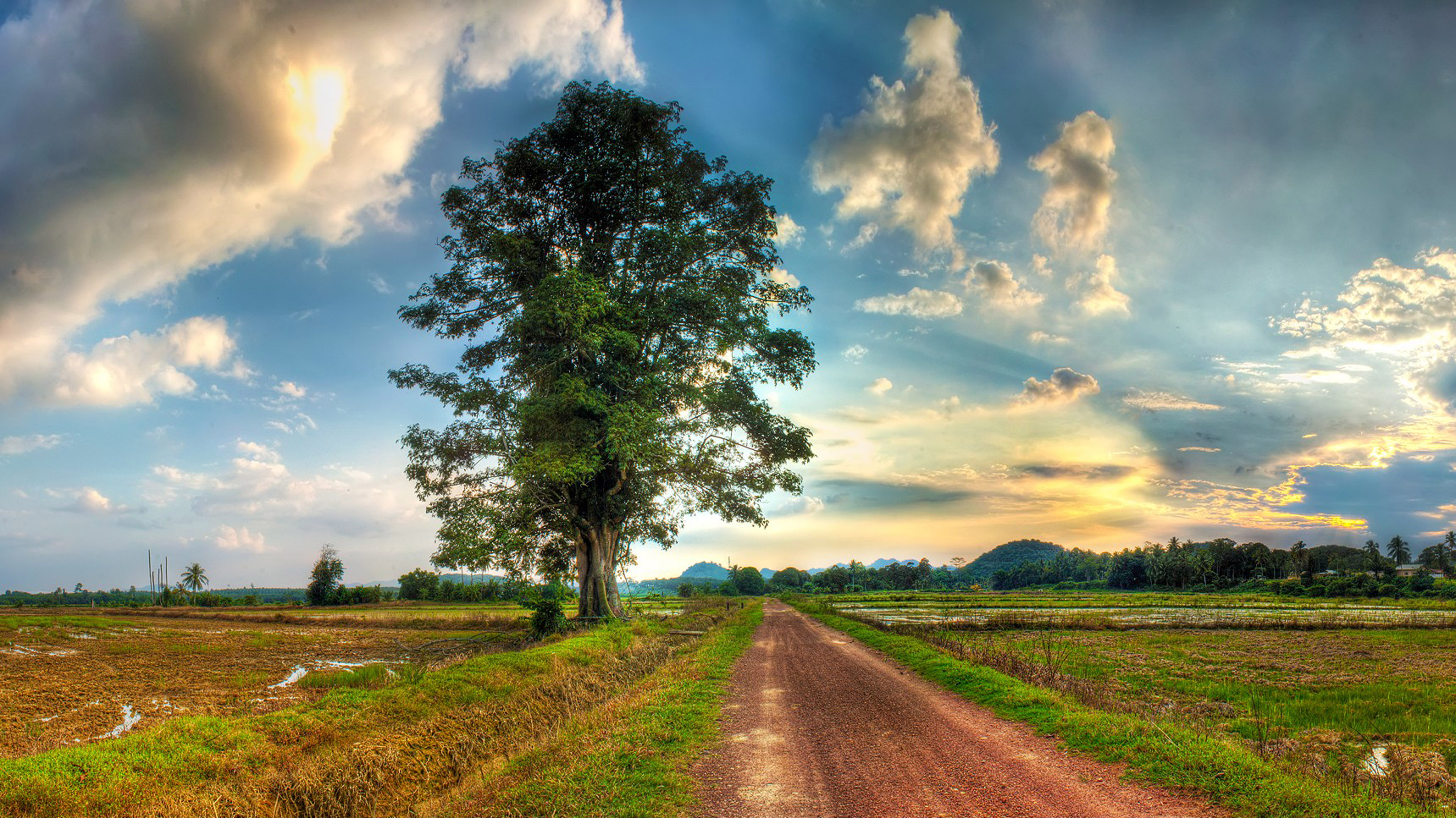 Country Road, Field, Lonely Tree Grass White Sky Cloud Destop Wallpaper