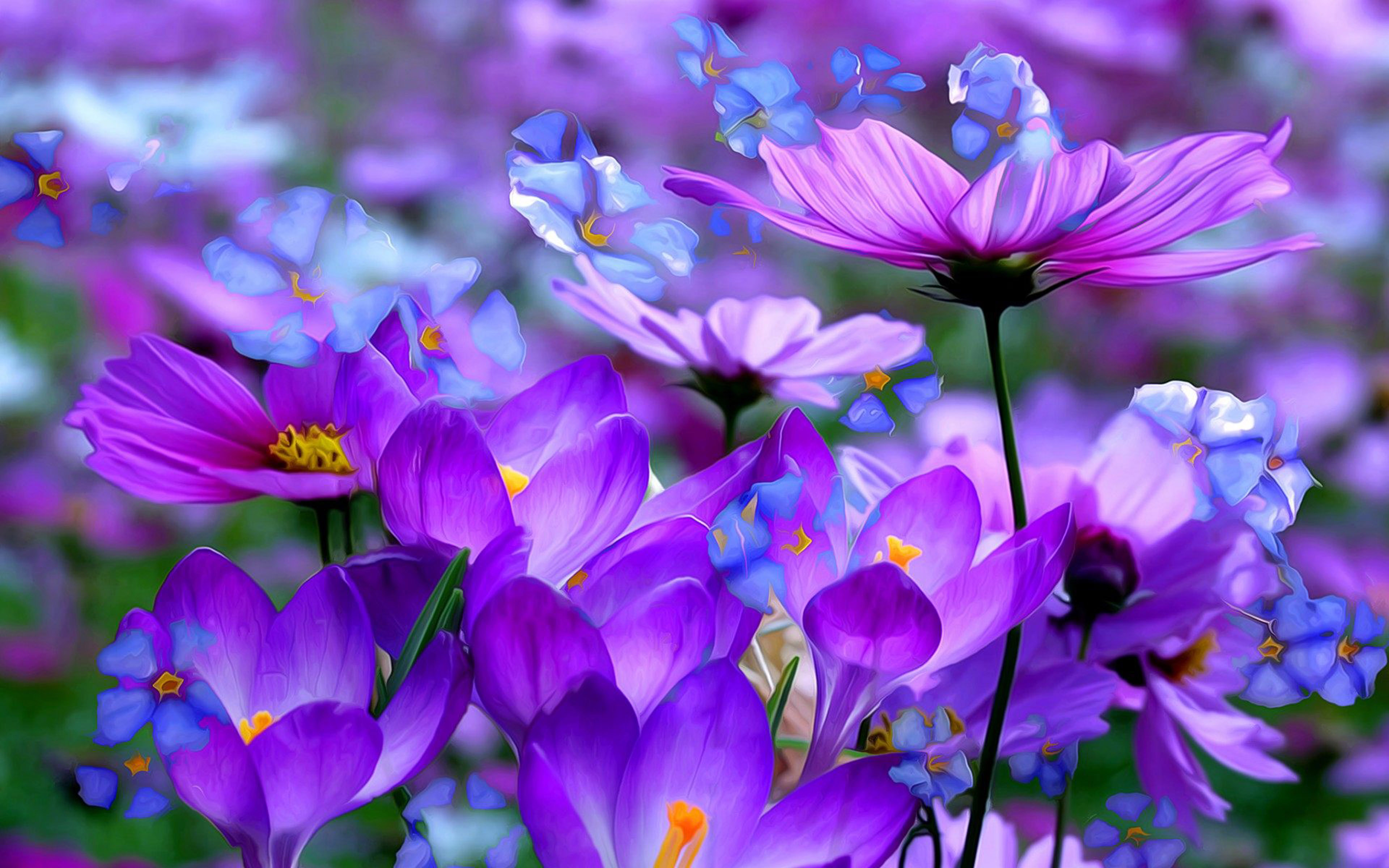 Crocuses Beautiful Purple Flowers Colored Detsktop Wallpaper Hd :  