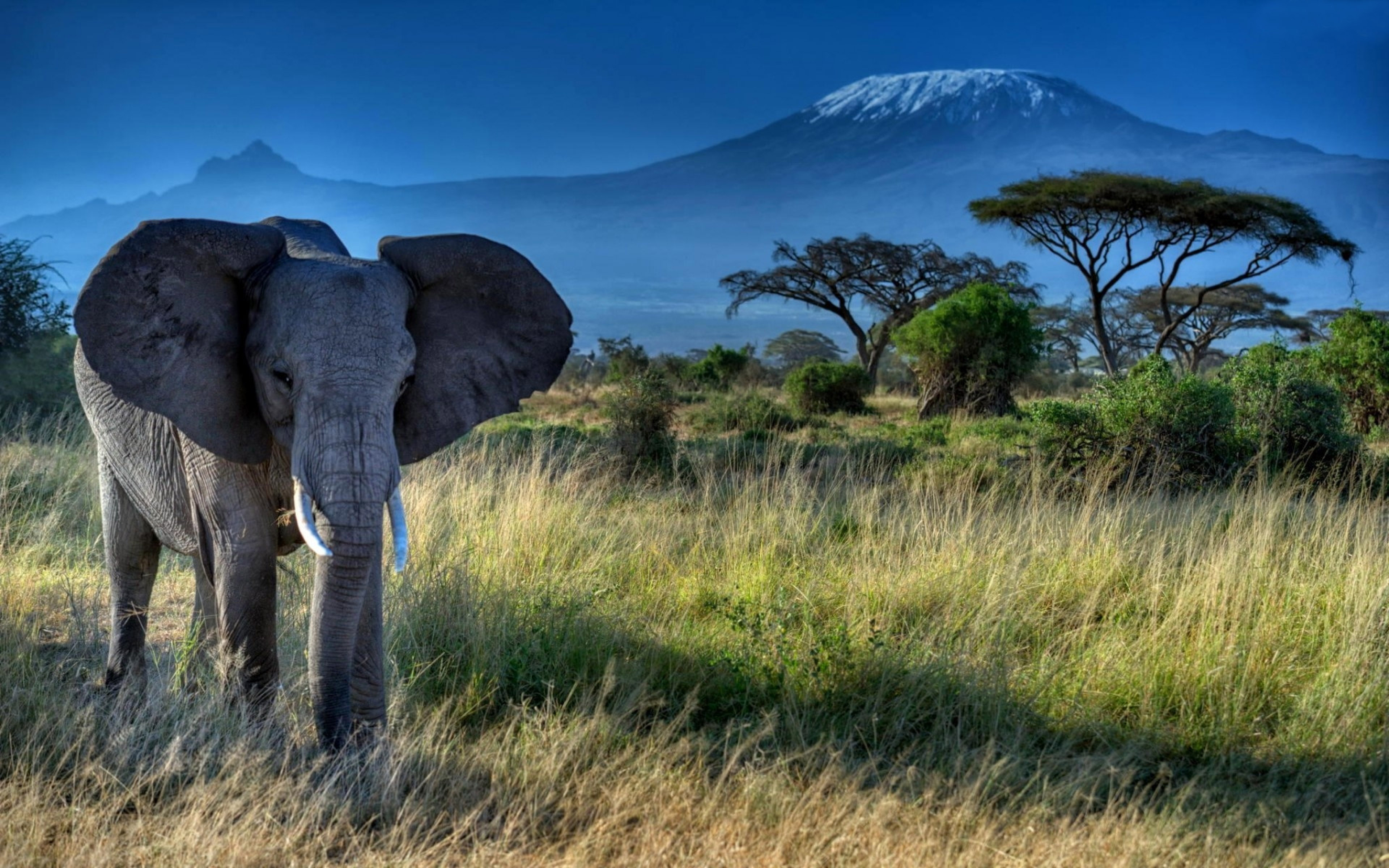Слон на заставку телефона. Саванна Килиманджаро. Слон в Африке. Национальный парк Килиманджаро. Сафари Килиманджаро.