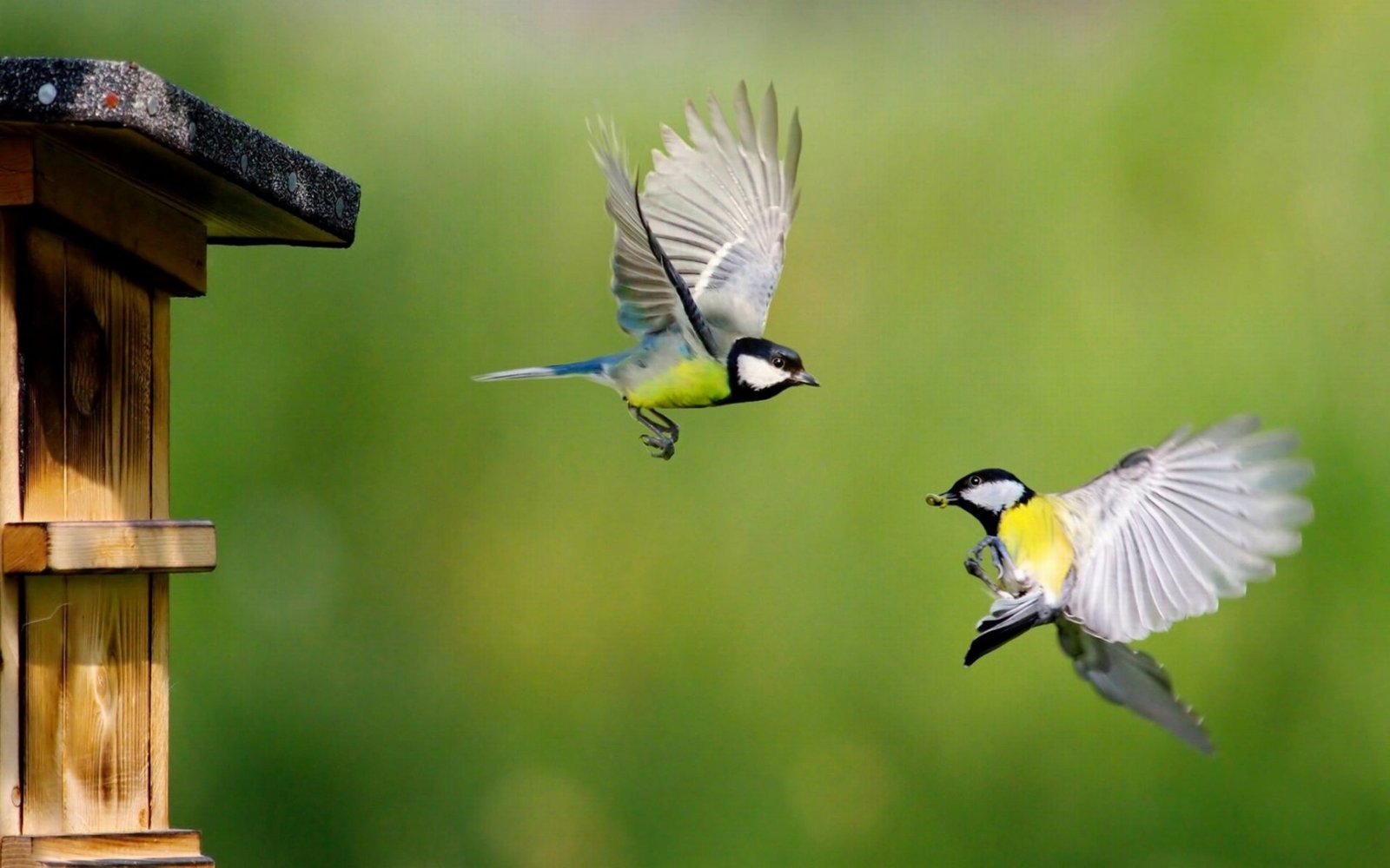 Eurasian Blue Tit Birds In Flight Hd Wallpapers For Mobile Phones And