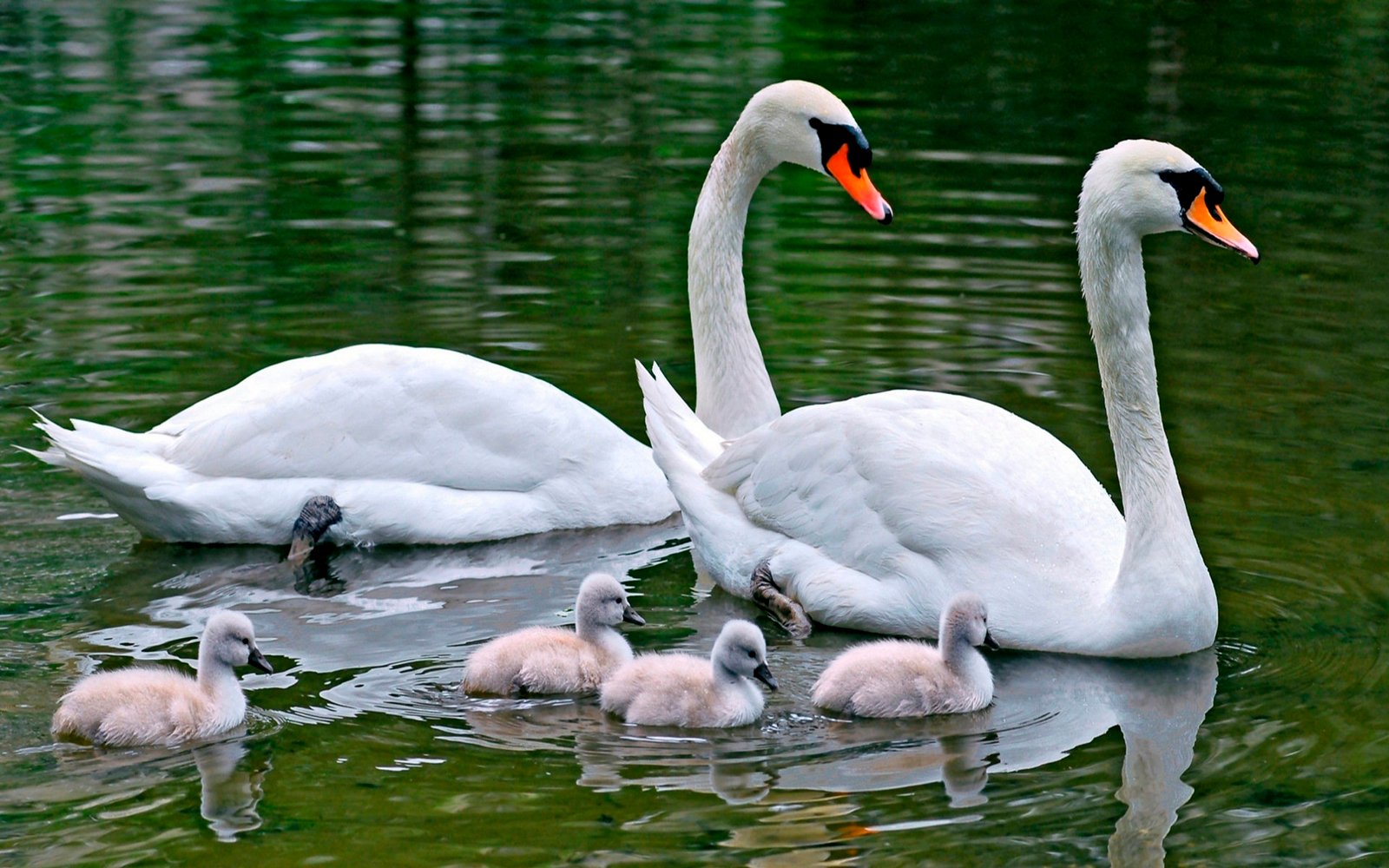 Family Swans And White Swans And Young Adults Swans Floating On Water